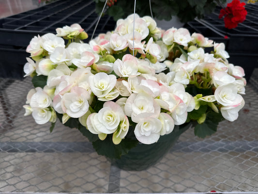BEGONIA REIGER CLARA - 10" HANGING BASKET