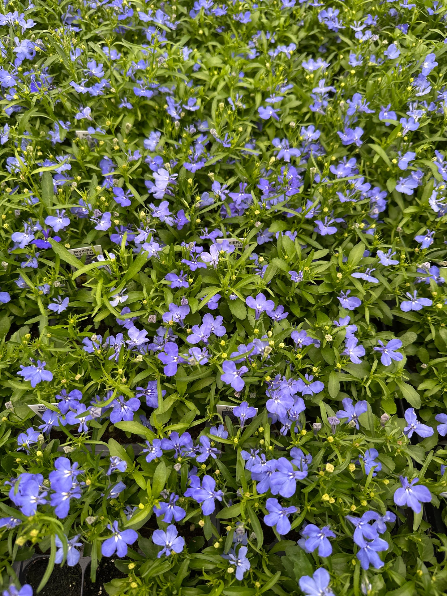 LOBELIA REGATTA SKY BLUE - FLAT OF 48 PLANTS