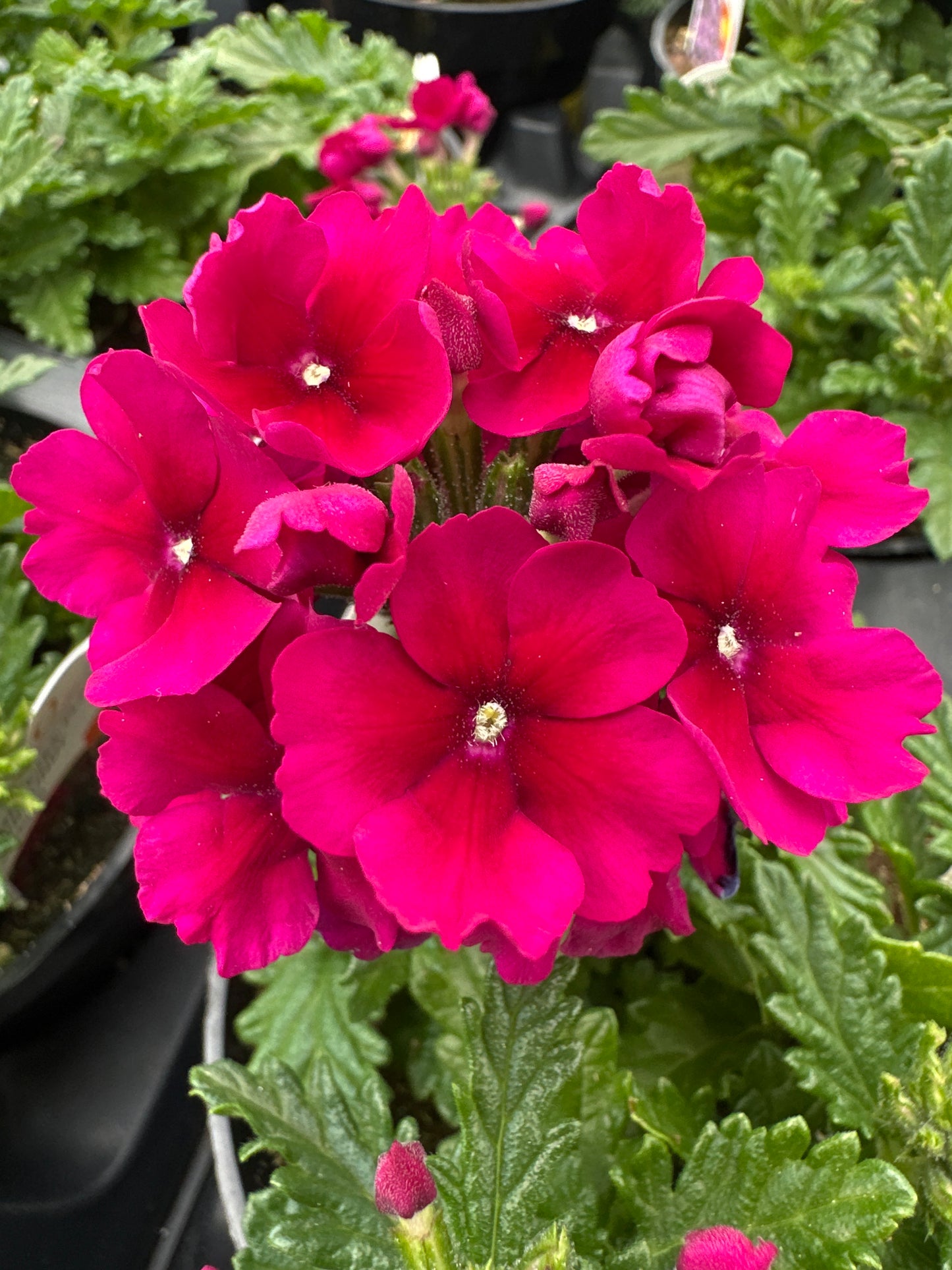 VERBENA EMPRESS SUN BURGUNDY - 4" POT