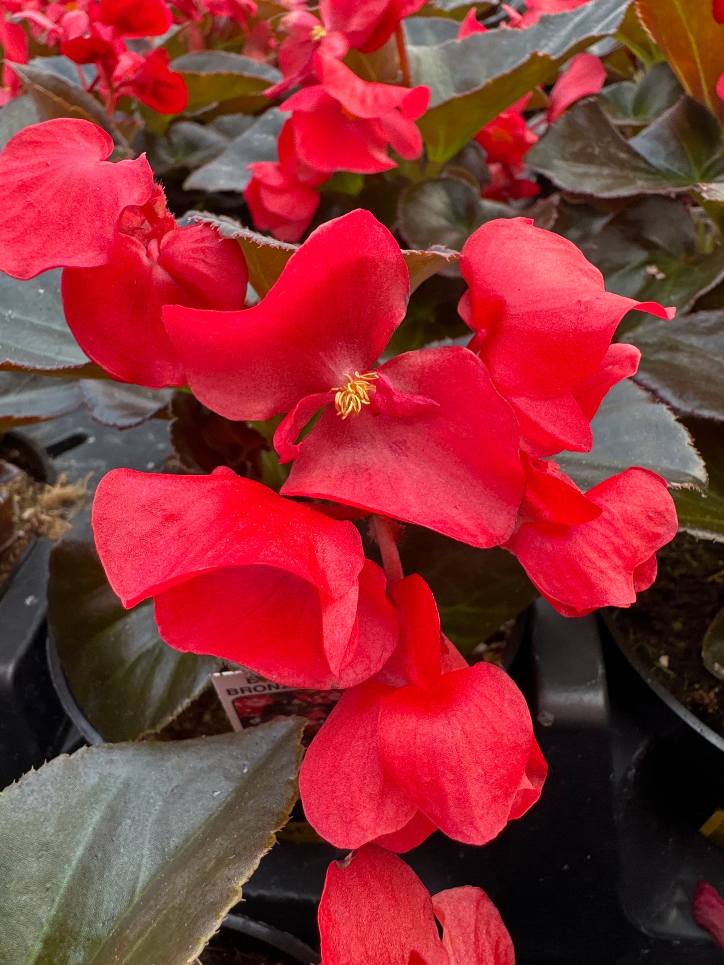 BEGONIA BIG RED BRONZE LEAF - 4" POT