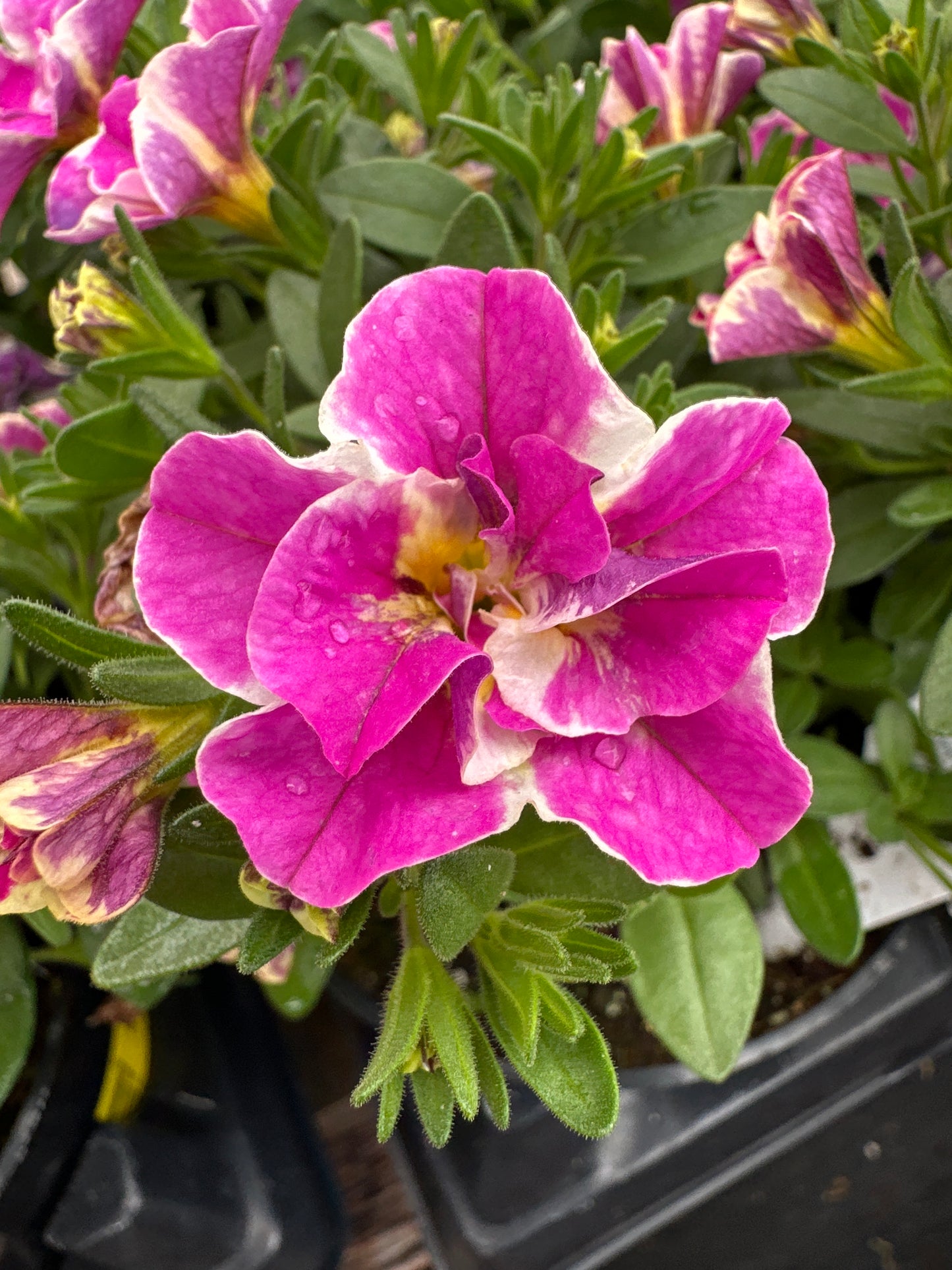 CALIBRACHOA MINIFAMOUS UNO FUNTOPIA PINK - 4" POT
