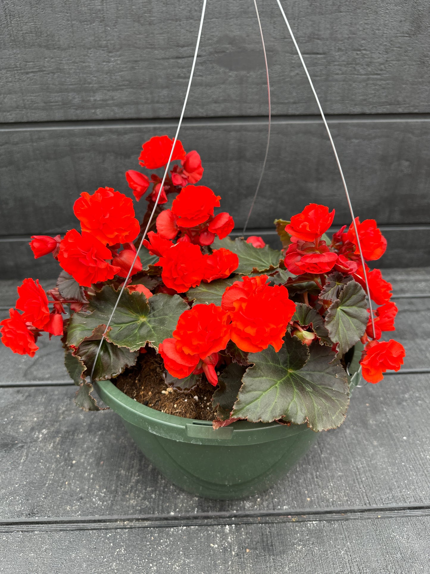 BEGONIA SOLENIAS CHOCOLATE ORANGE - 10" HANGING BASKET