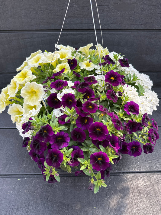 COMBO BLUE MACAW - 10" HANGING BASKET