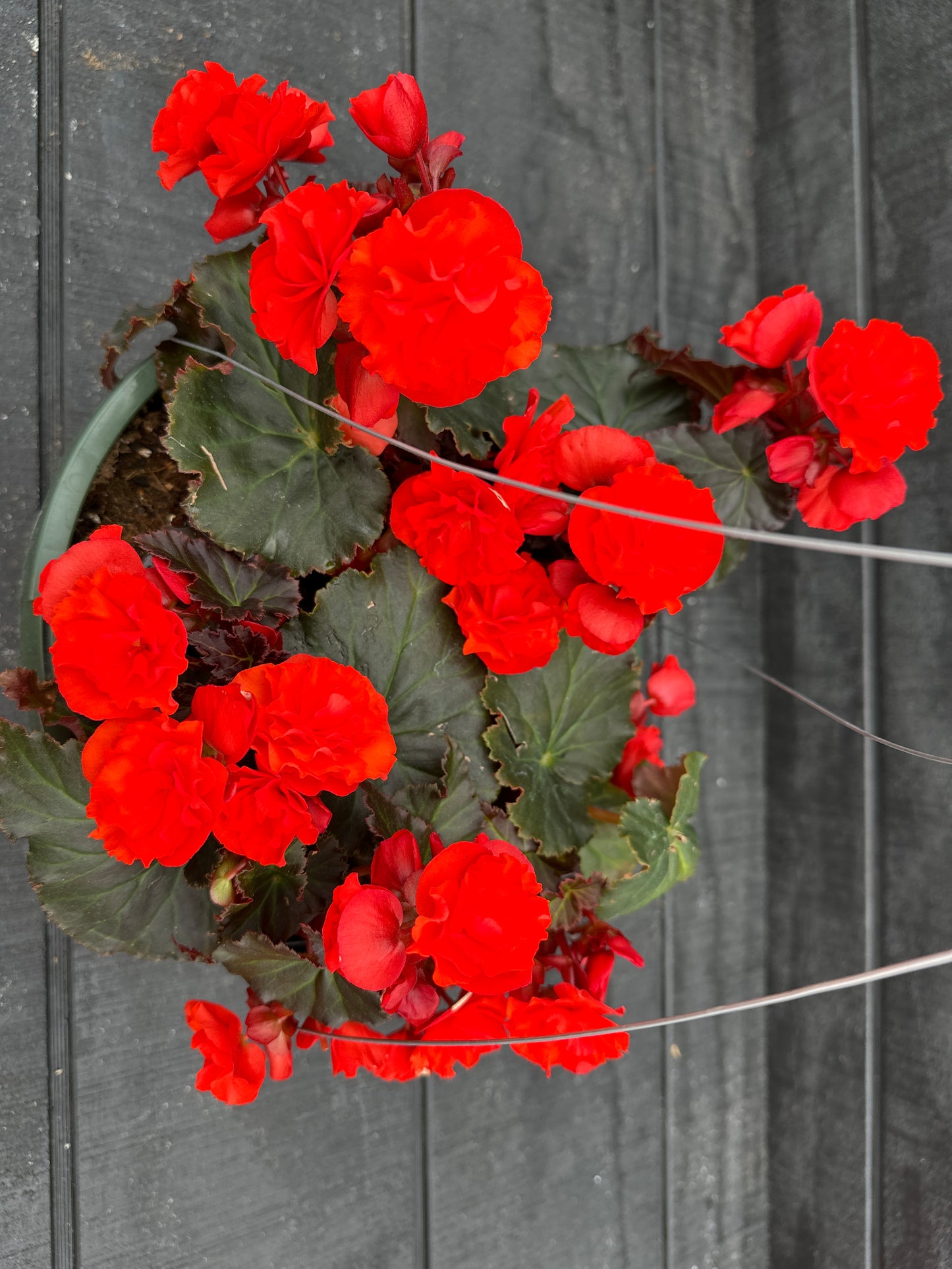 BEGONIA SOLENIAS CHOCOLATE ORANGE - 10" HANGING BASKET