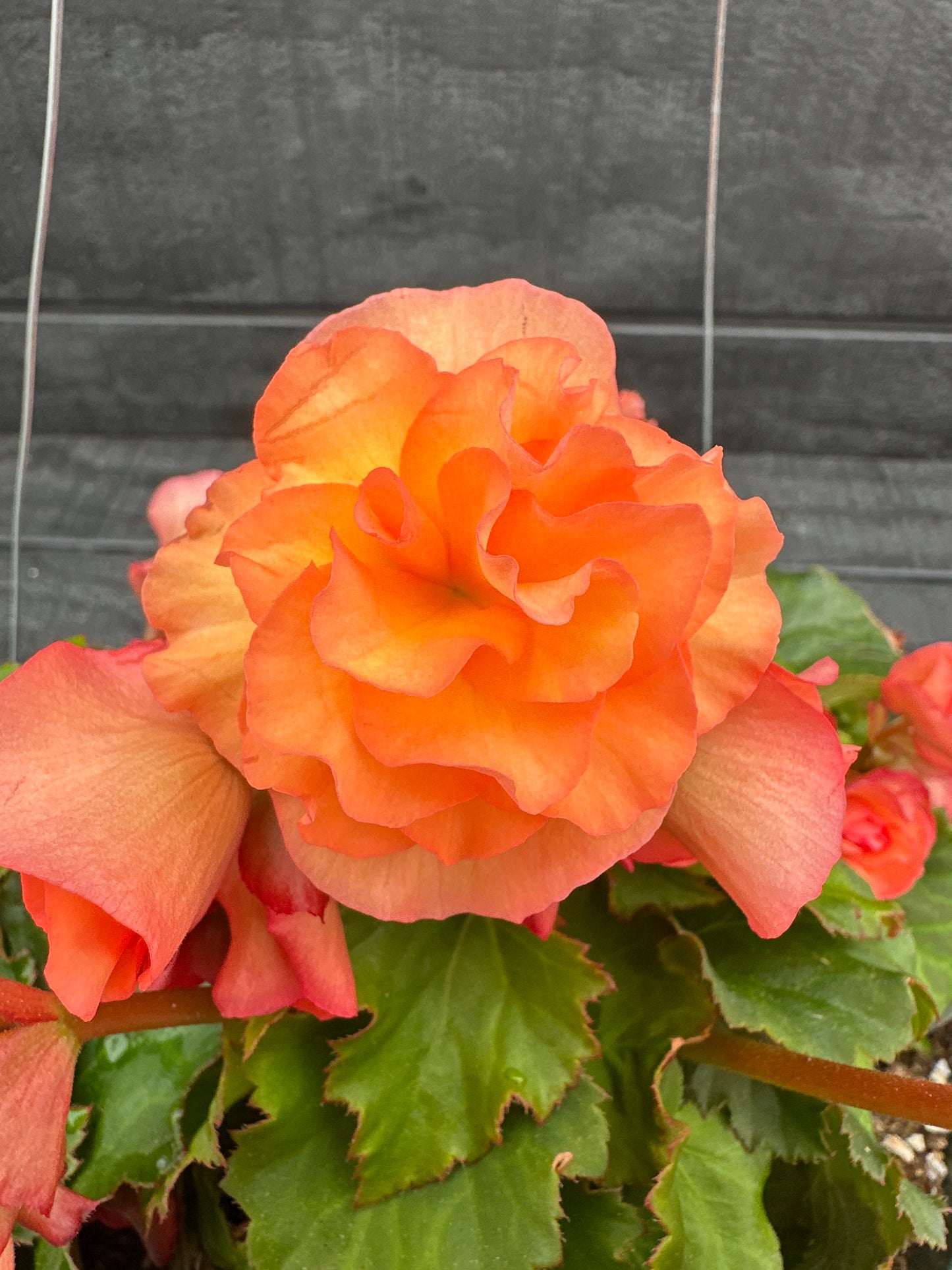 BEGONIA SOLENIAS APRICOT - 10'' HANGING BASKET