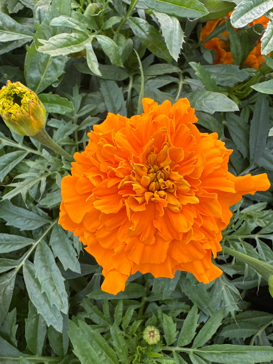 MARIGOLD INCA ORANGE - JUMBO 6 PACK