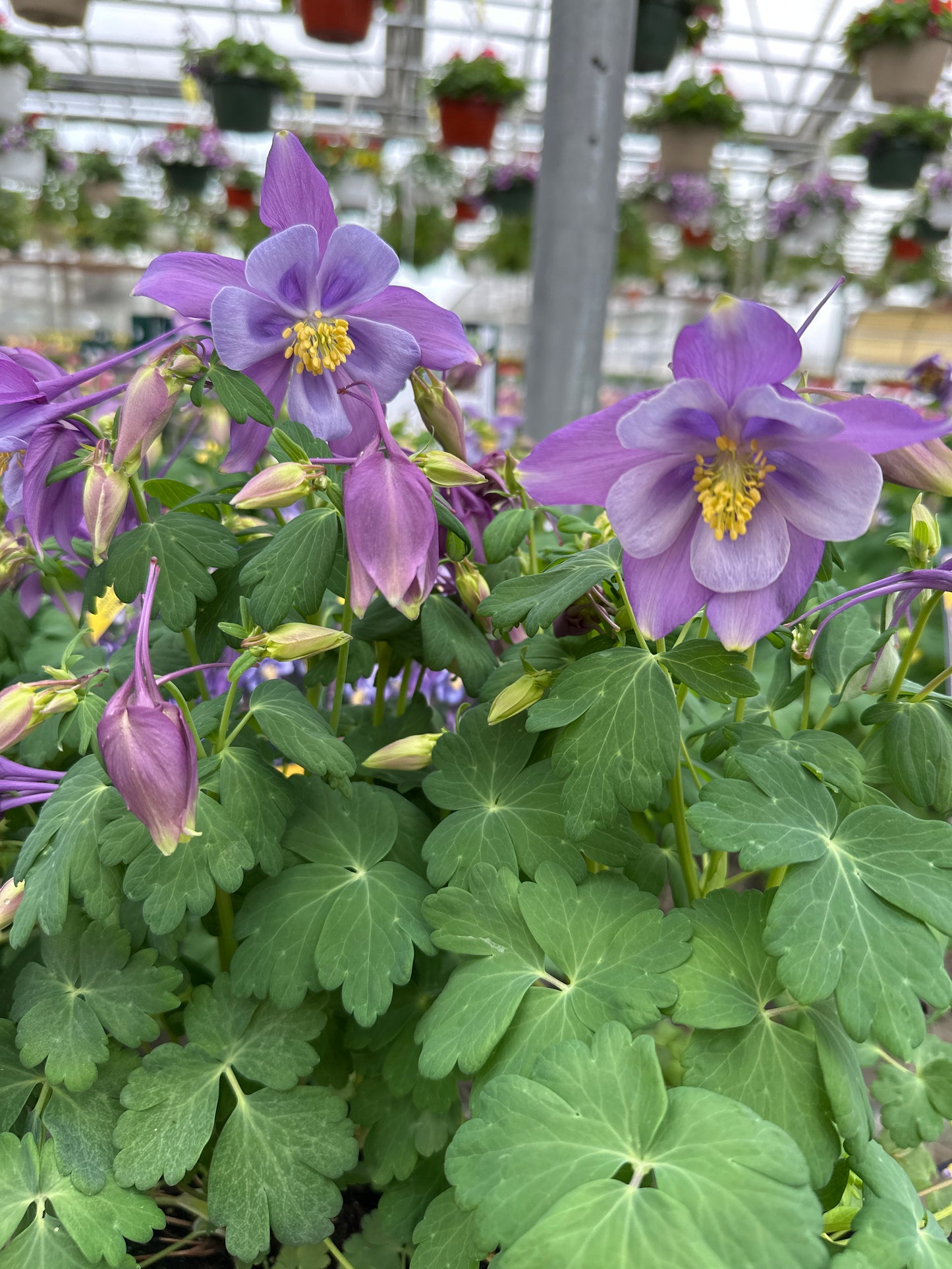Aquilegia Early Bird™ 'Purple & Blue'
