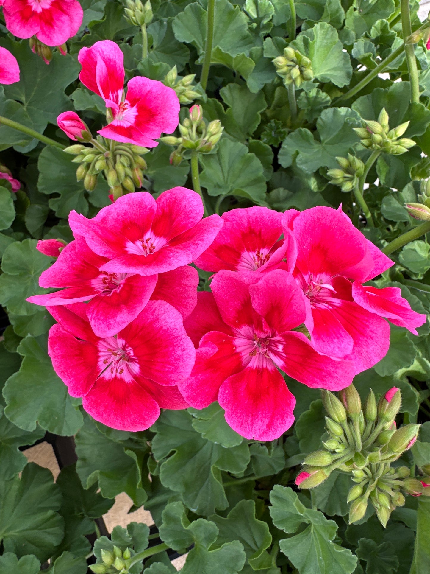 GERANIUM CALLIOPE MEDIUM ROSE MEGA SPLASH - 6" POT