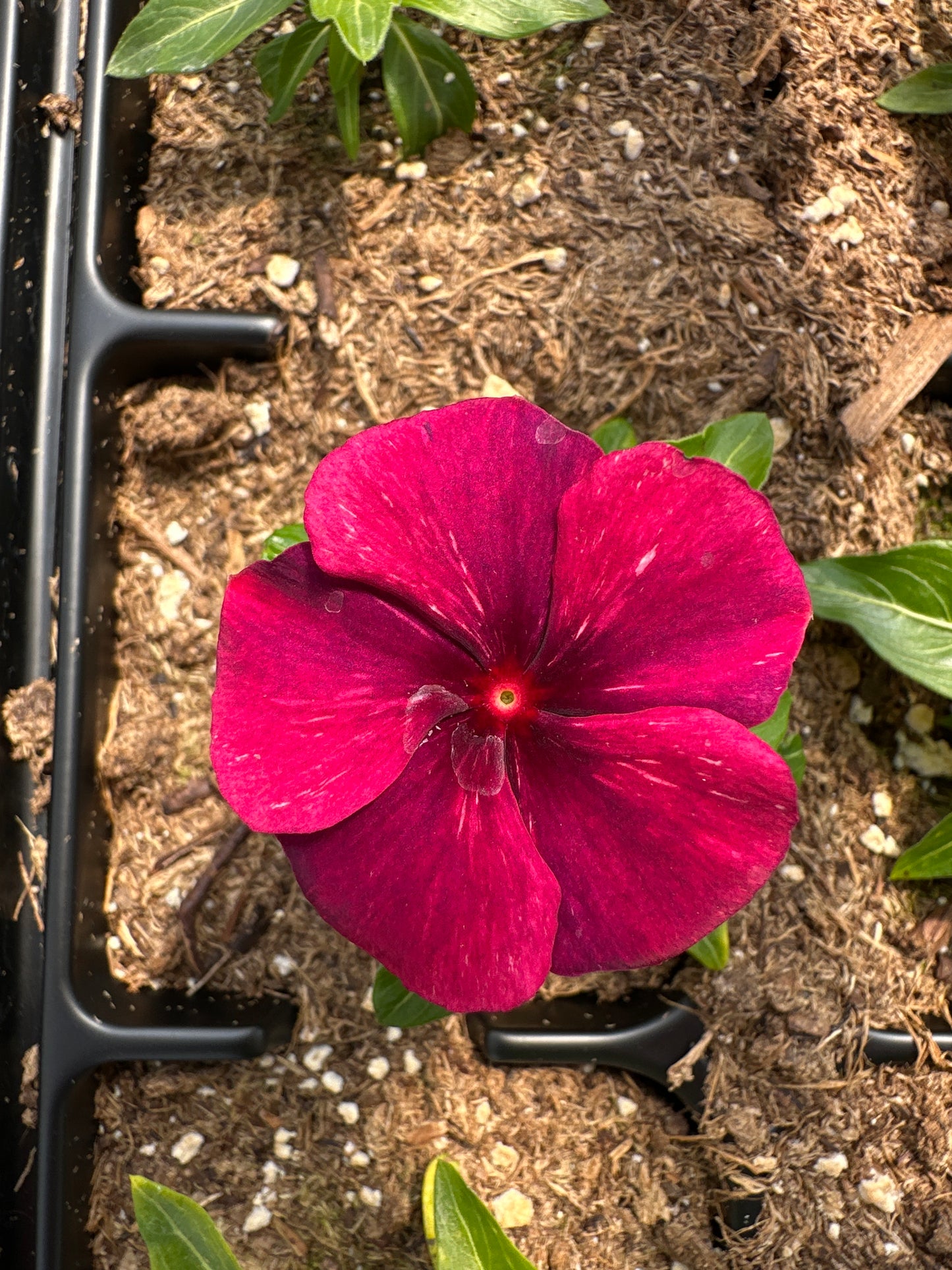 PERIWINKLE VINCA TATTOO BLACK CHERRY - JUMBO 6 PACK
