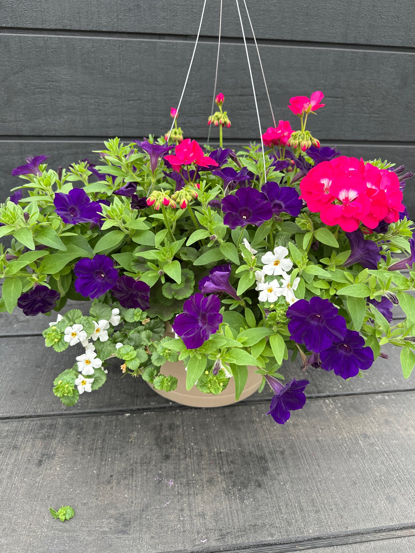 BASKET #29 - 12'' HANGING BASKET