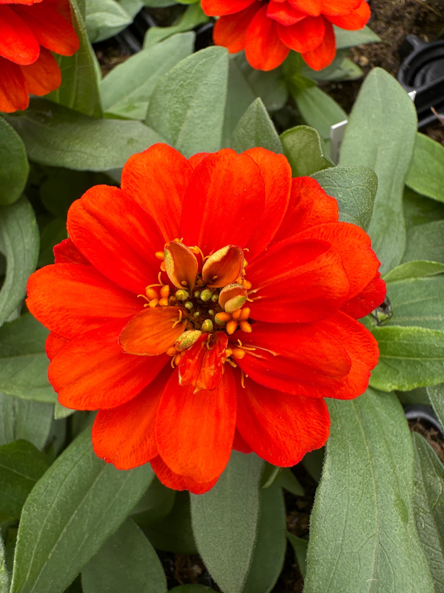 ZINNIA PROFUSION DOUBLE FIRE - JUMBO 6 PACK
