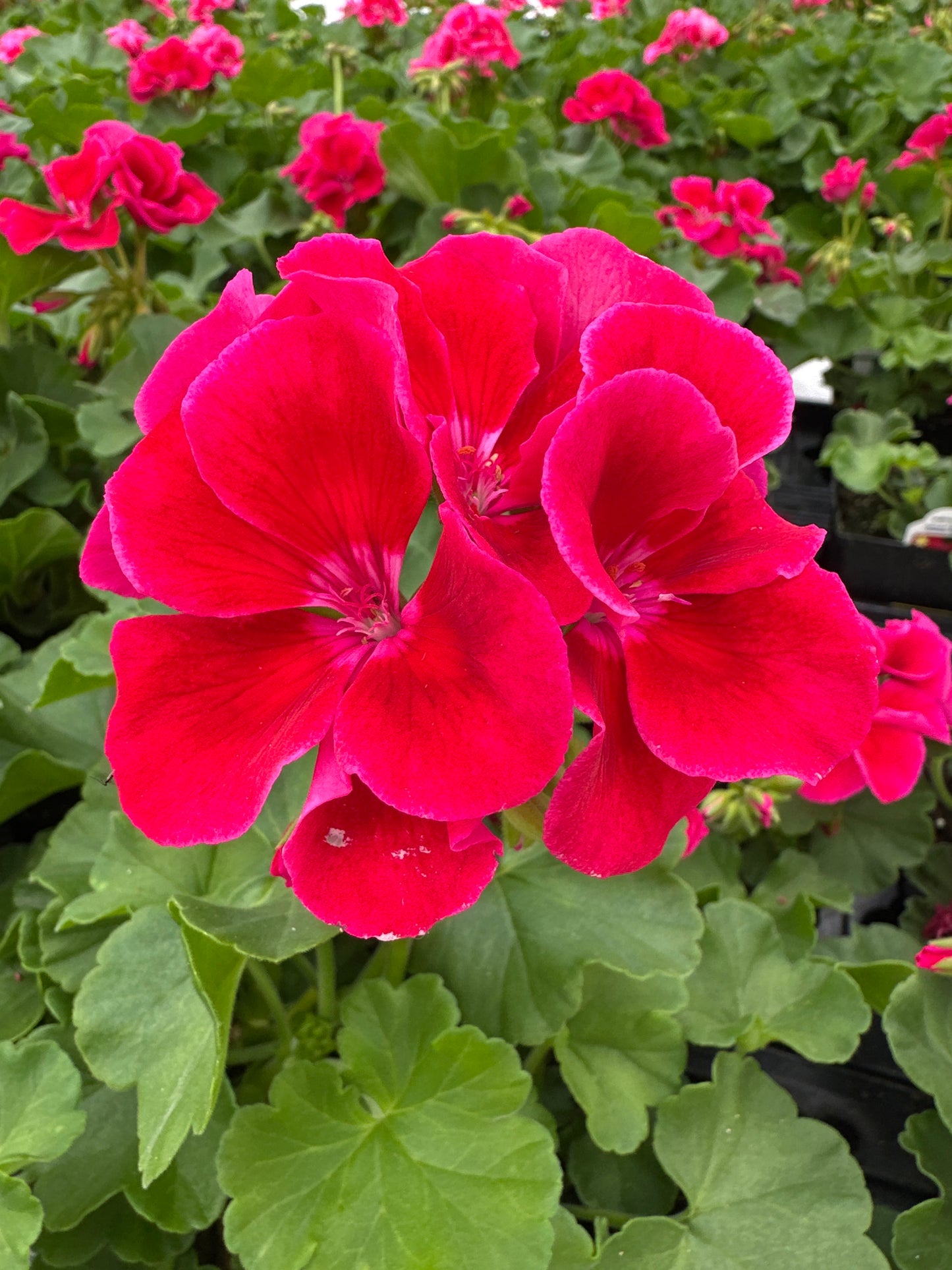 GERANIUM CALLIOPE CRIMSON FLAME - 4" POT