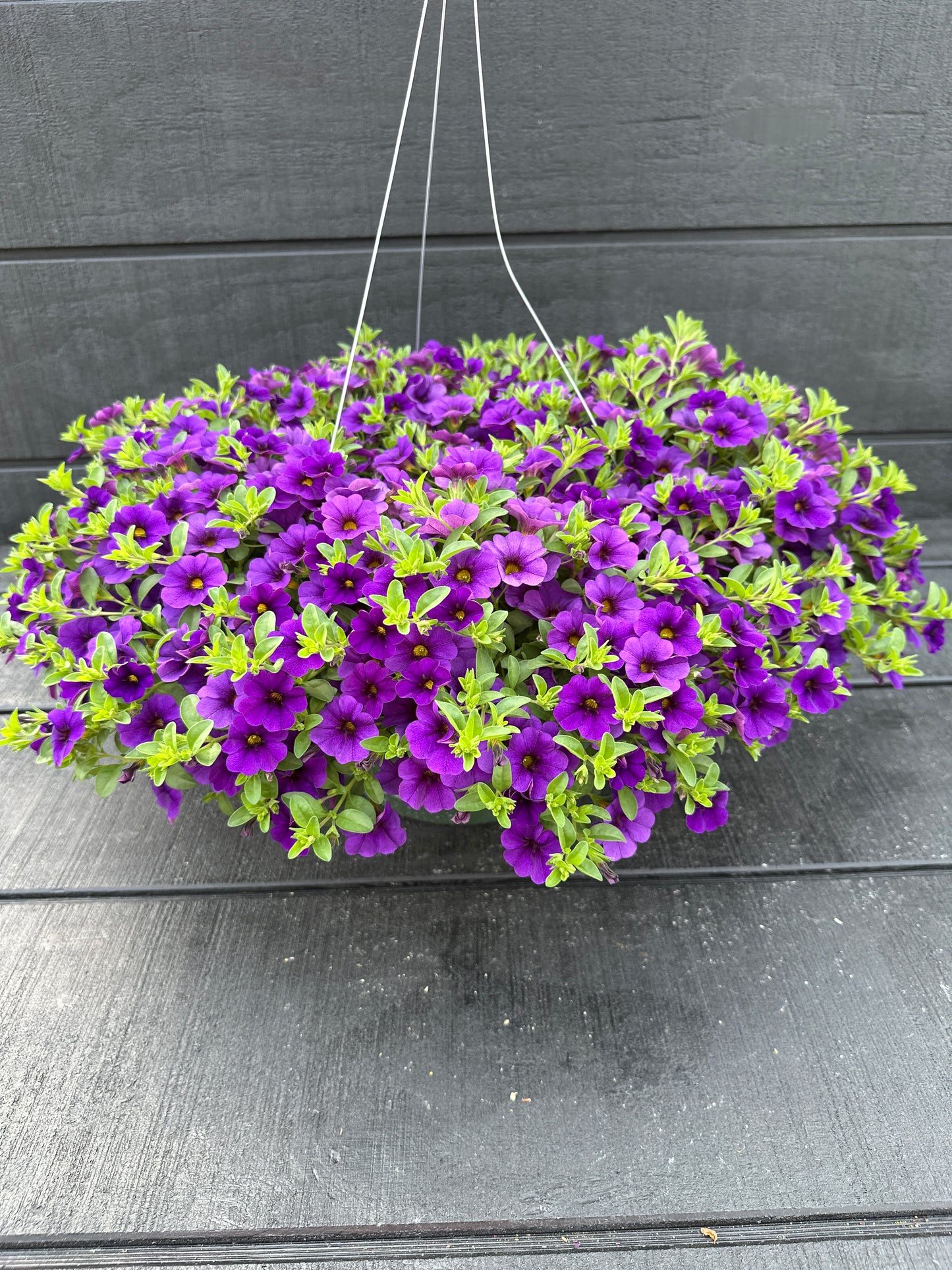 CALIBRACHOA CABARET DEEP BLUE - 10'' HANGING BASKET