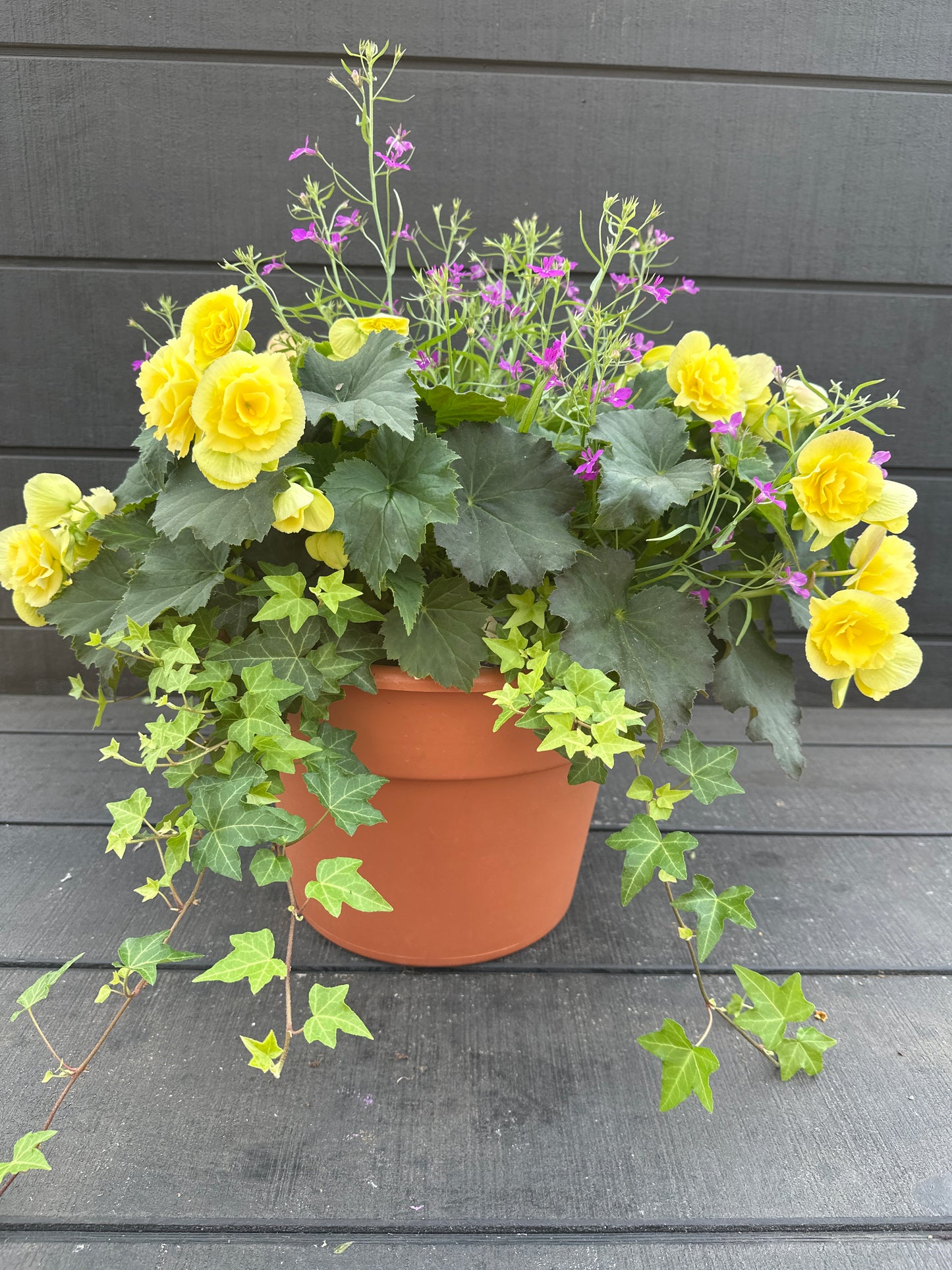 COMBO #50 - 12'' POT
