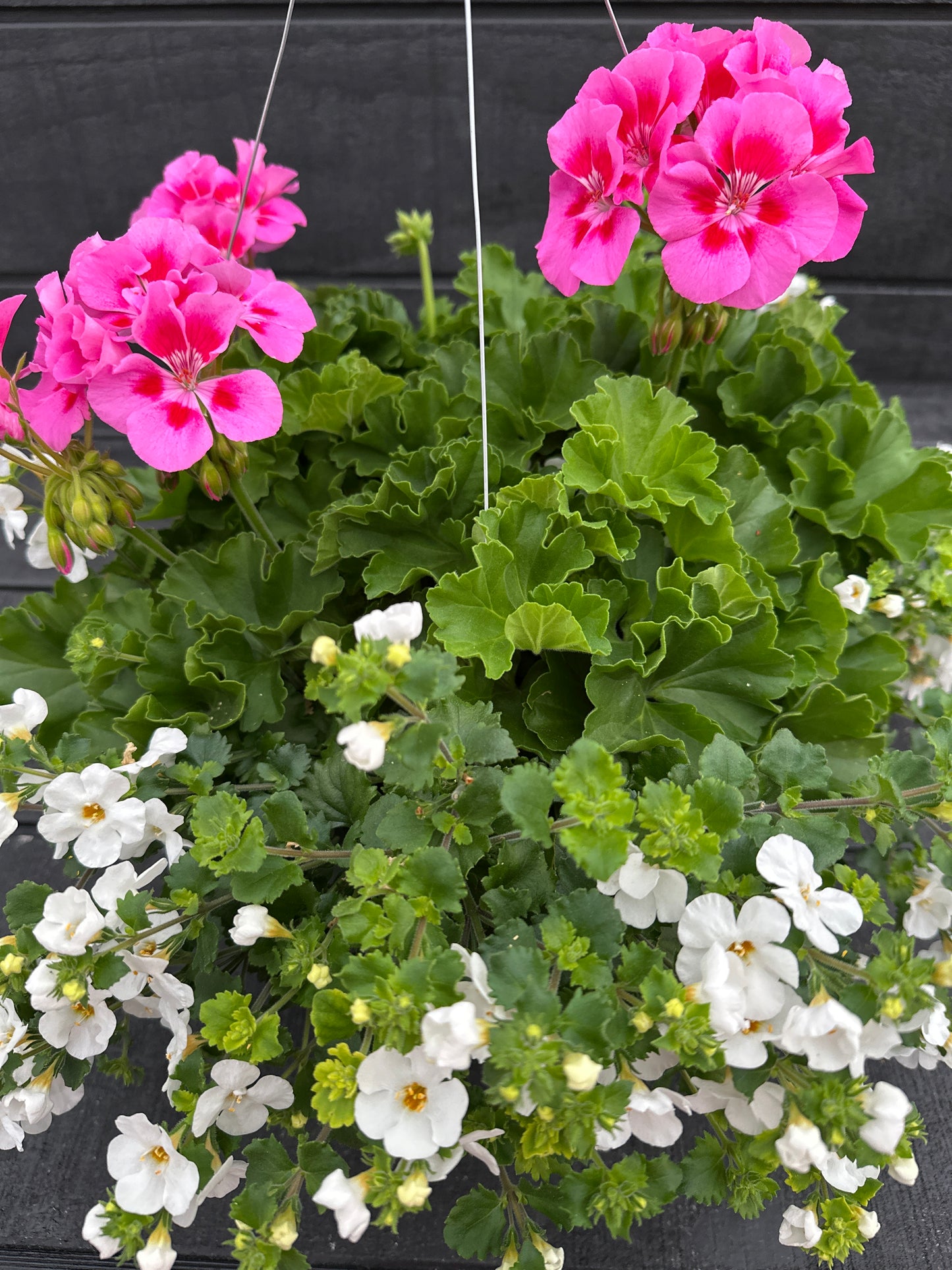 BASKET #43 - 10" HANGING BASKET