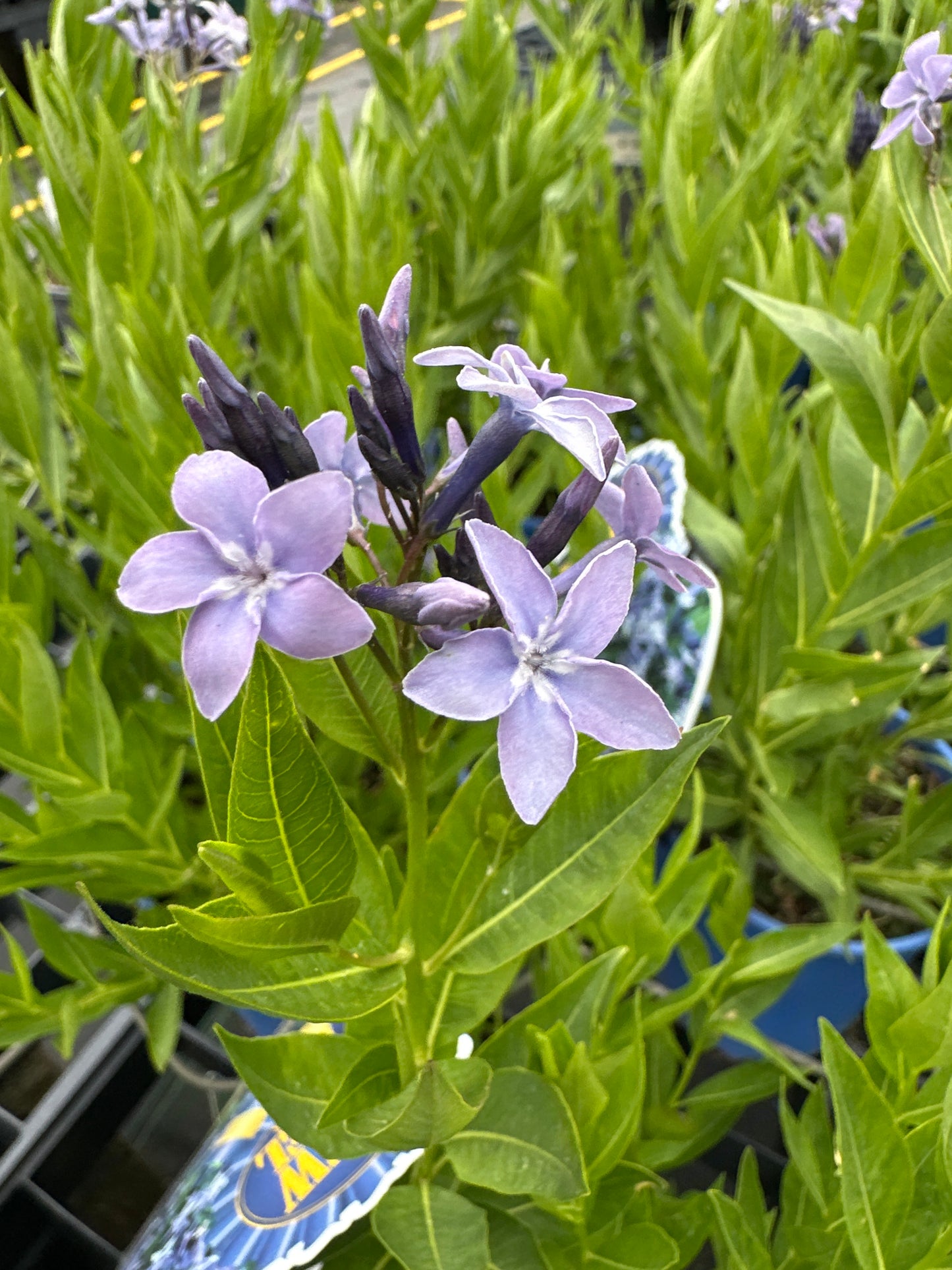 Amsonia 'Blue Ice'