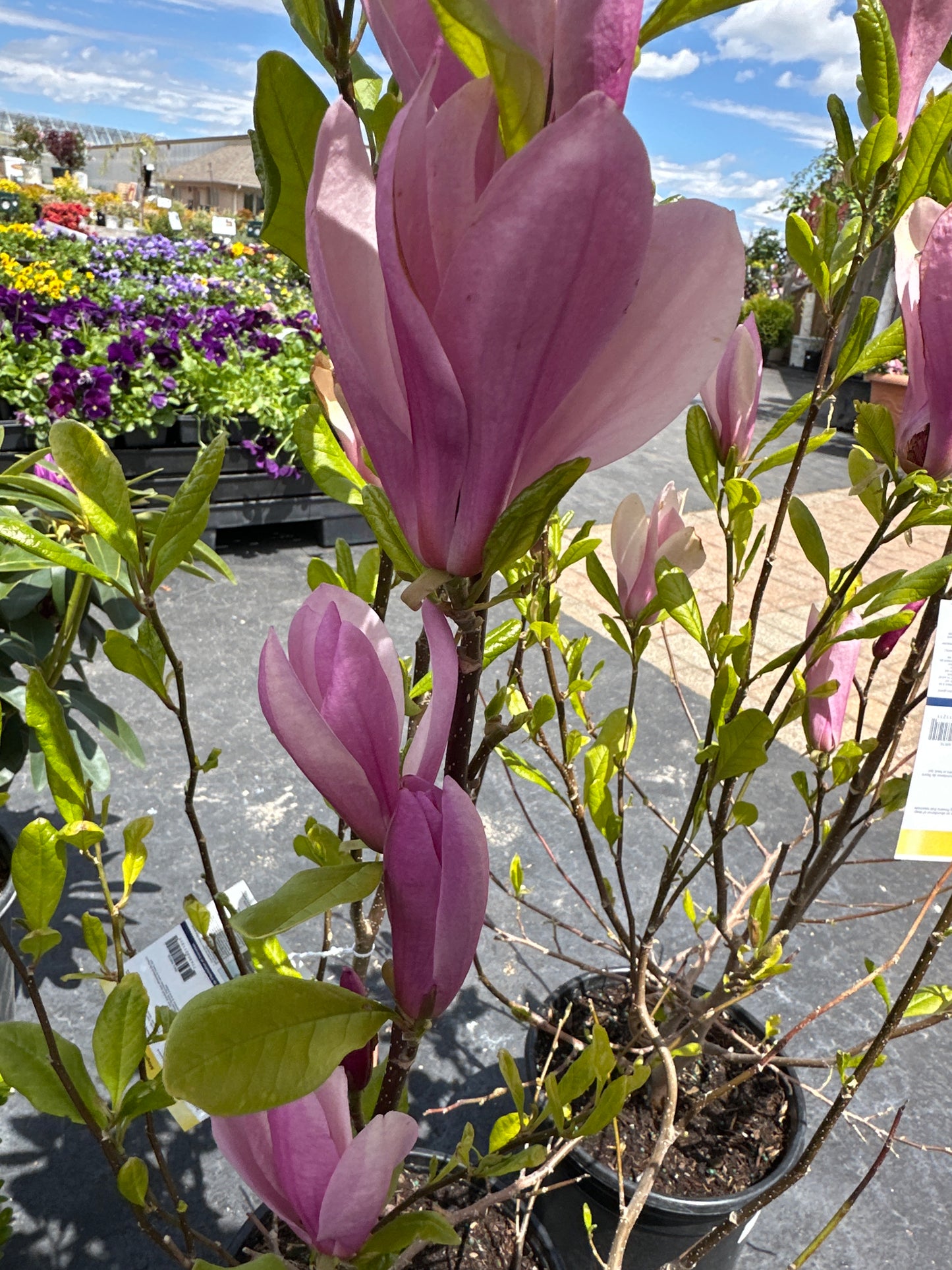 Magnolia  'Ann'