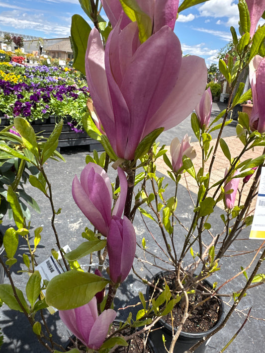 Magnolia  'Ann'