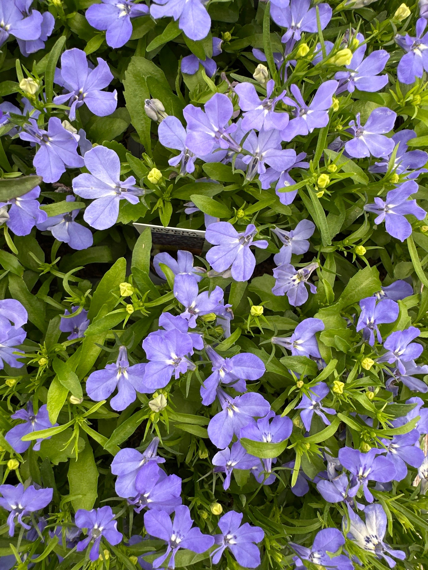 LOBELIA REGATTA SKY BLUE - FLAT OF 48 PLANTS