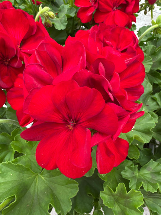 GERANIUM CALLIOPE MEDIUM DARK RED - 6'' POT