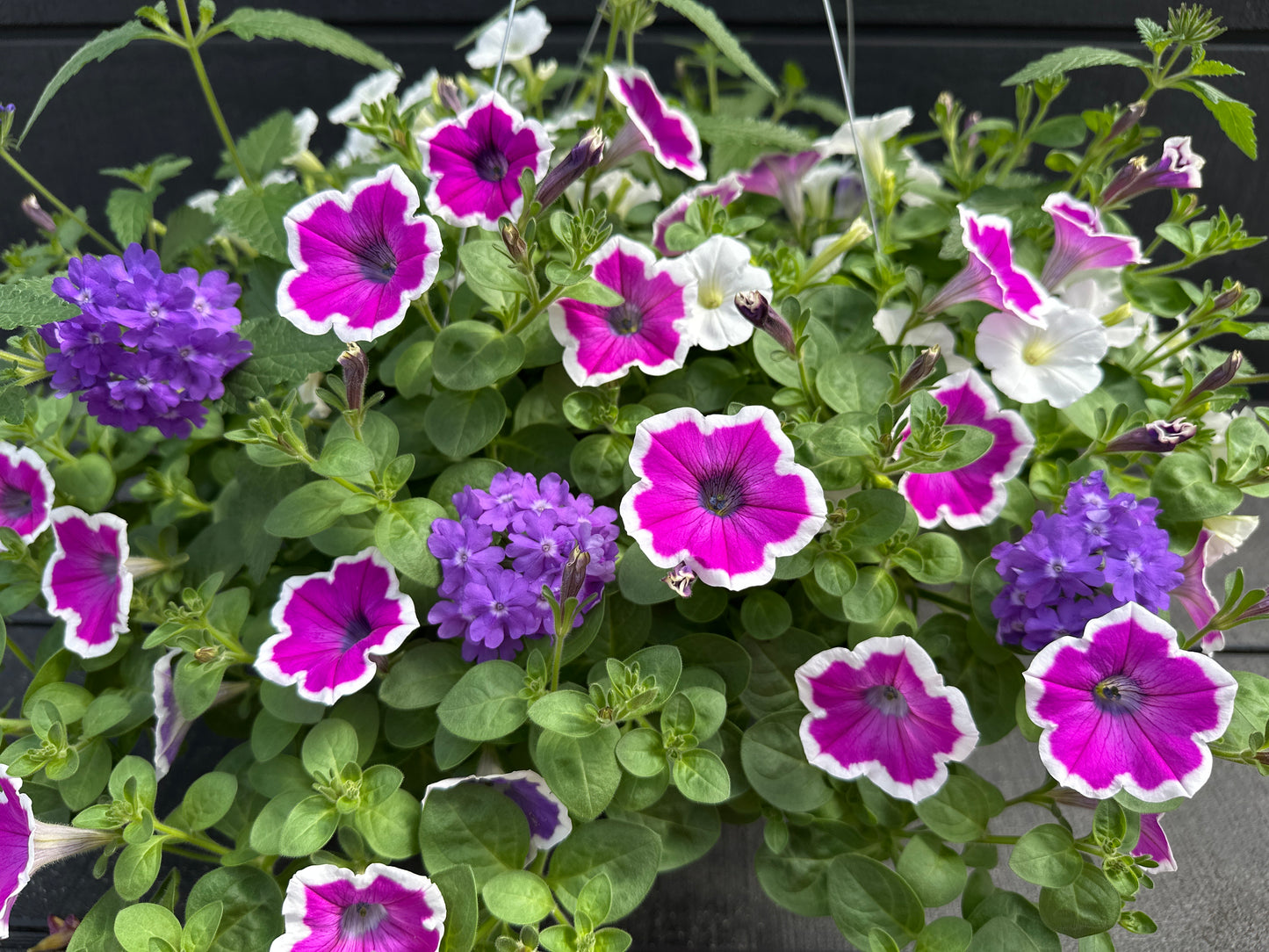 COMBO MOONLIT LAVENDER - 12" HANGING BASKET