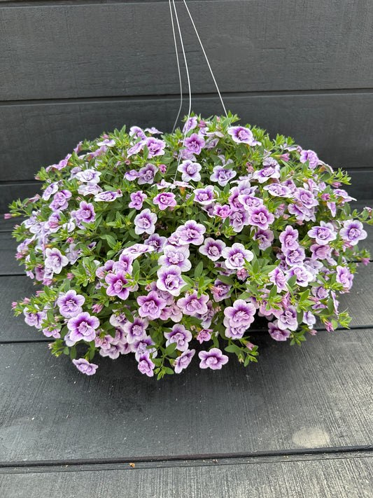CALIBRACHOA SUPERBELLS DOUBLE TWILIGHT - 10" HANGING BASKET
