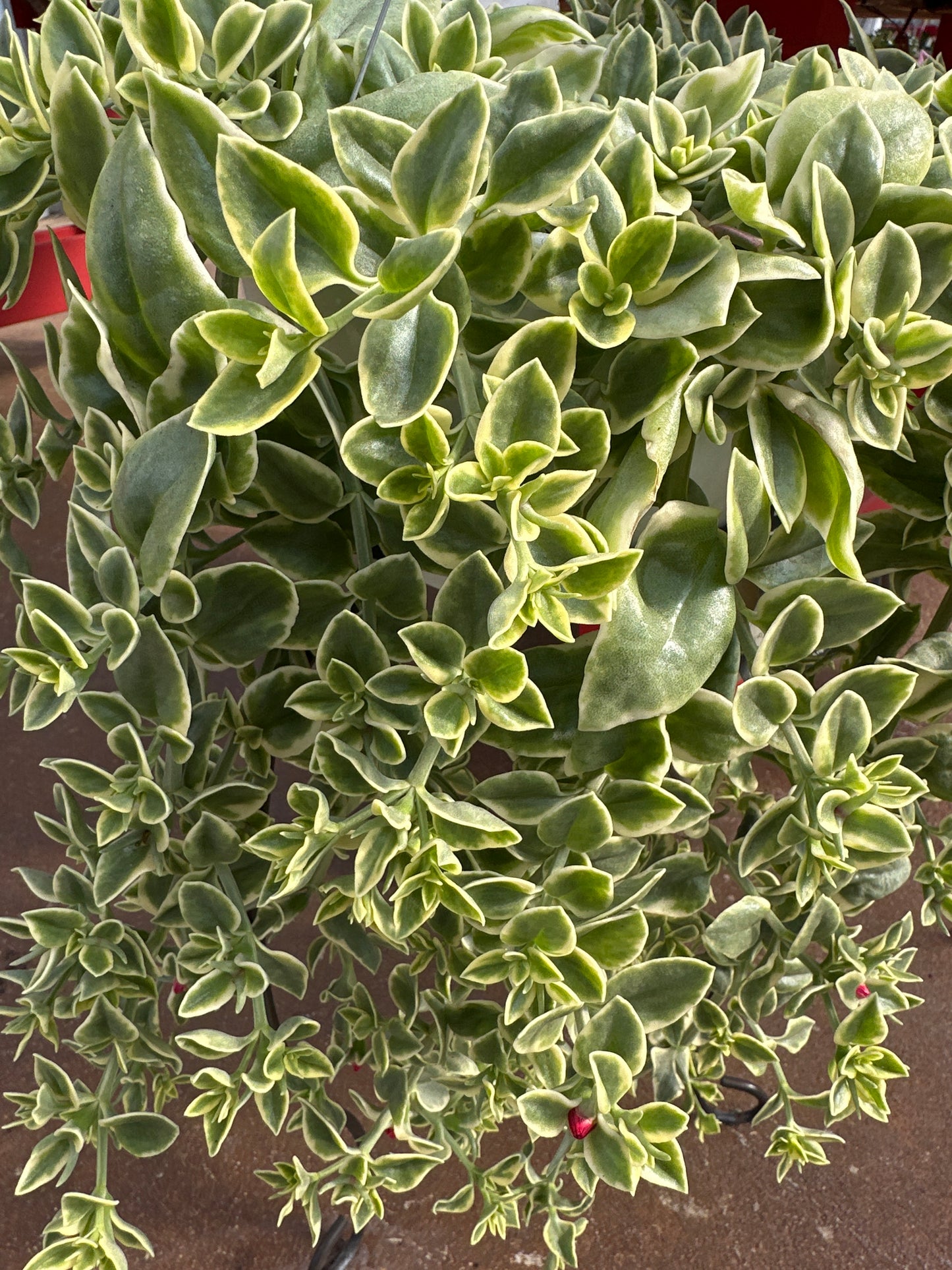 DOROTHEANTHUS MEZOO TRAILING RED - 10'' HANGING BASKET