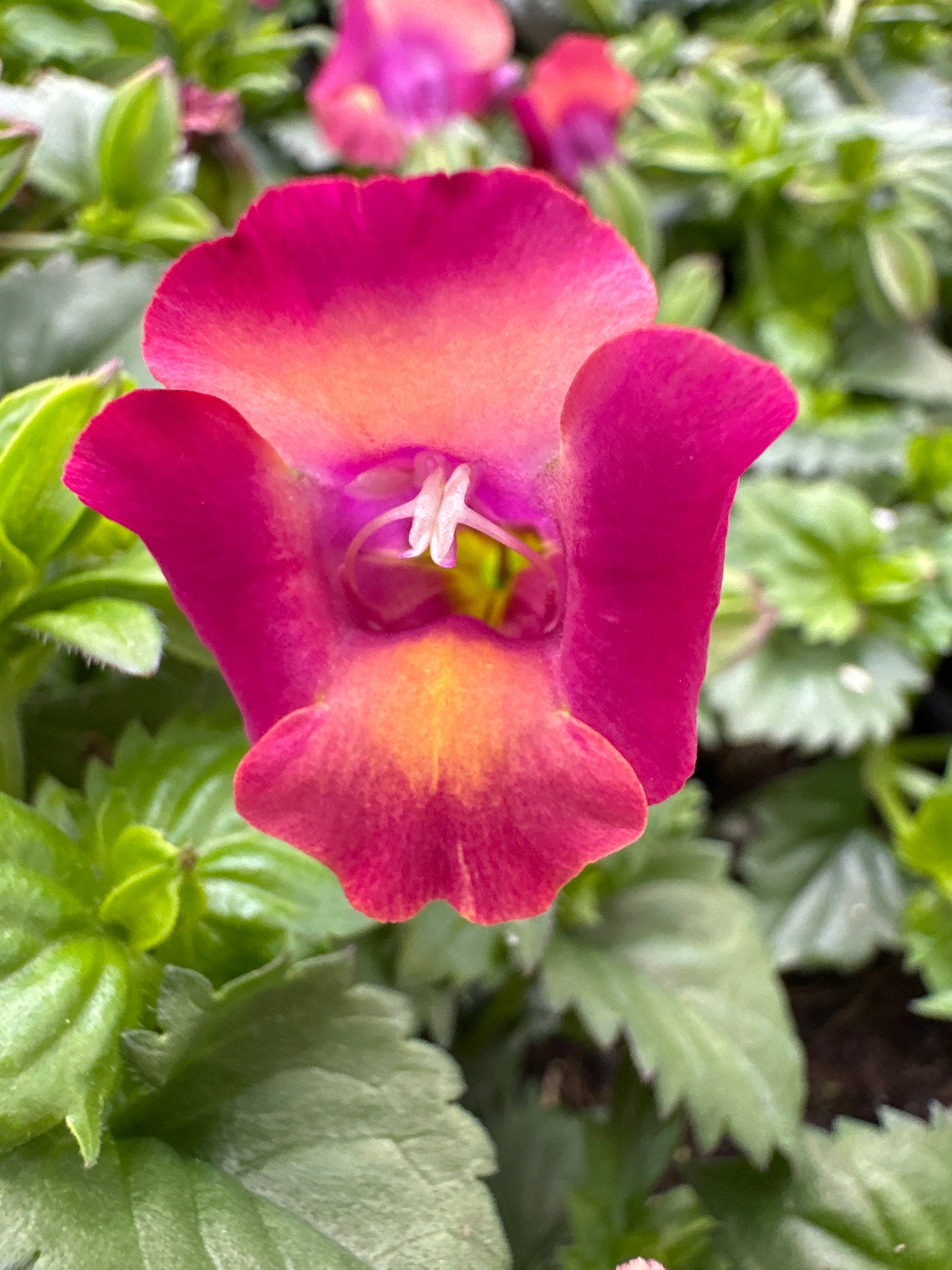 TORENIA MOON MAGENTA - 4" POT