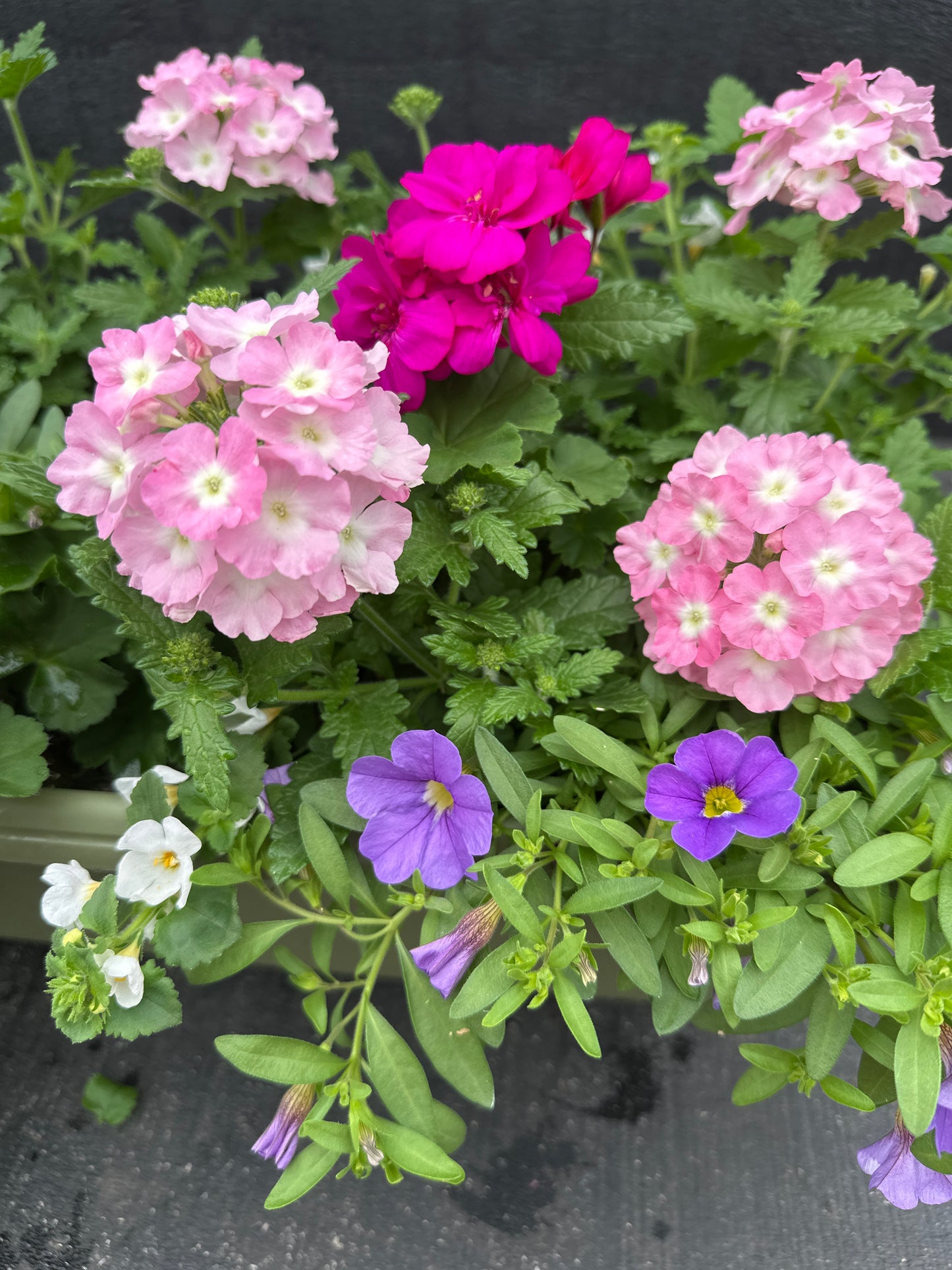 COMBO #25 - 24'' WINDOW BOX