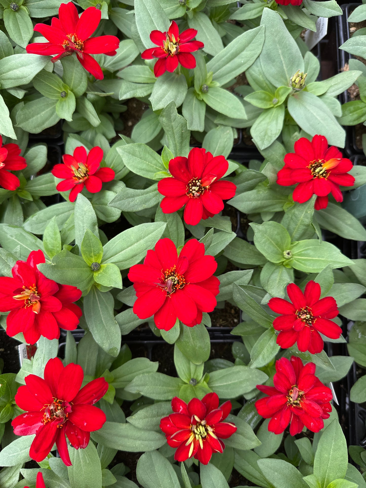 ZINNIA PROFUSION DOUBLE RED - JUMBO 6 PACK