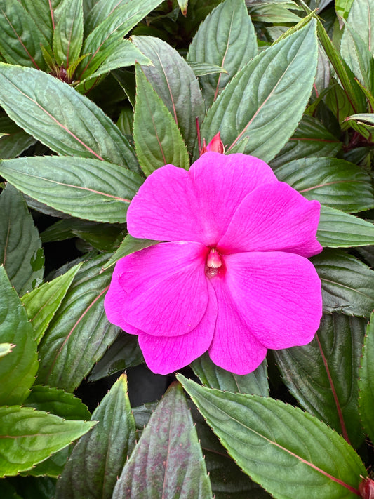IMPATIENS SONIC AMETHYST - 4" POT