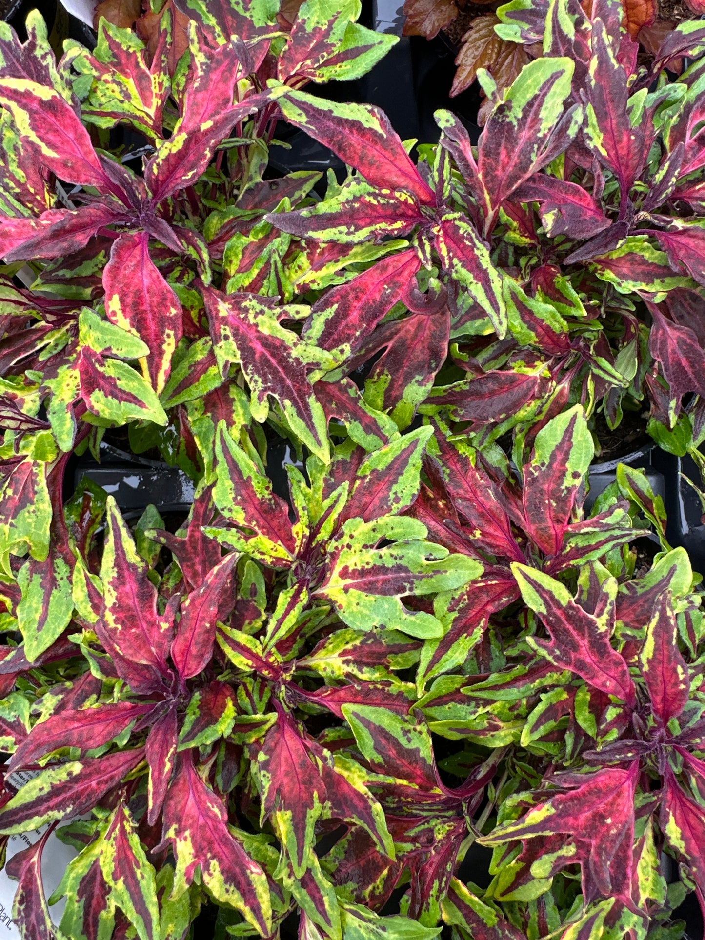 COLEUS FLAME THROWER CHILI PEPPER - 4'' POT