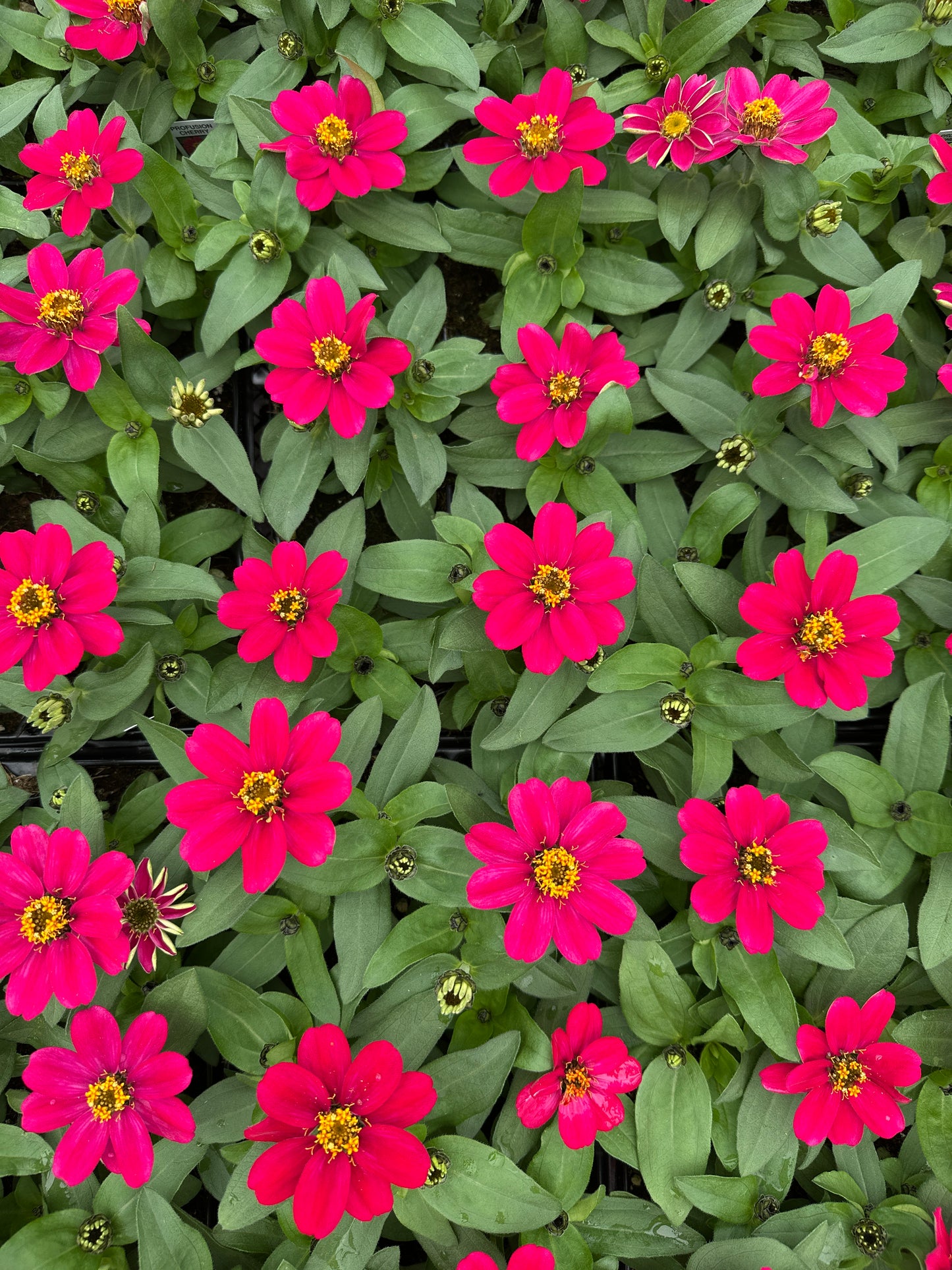 ZINNIA PROFUSION CHERRY - JUMBO 6 PACK