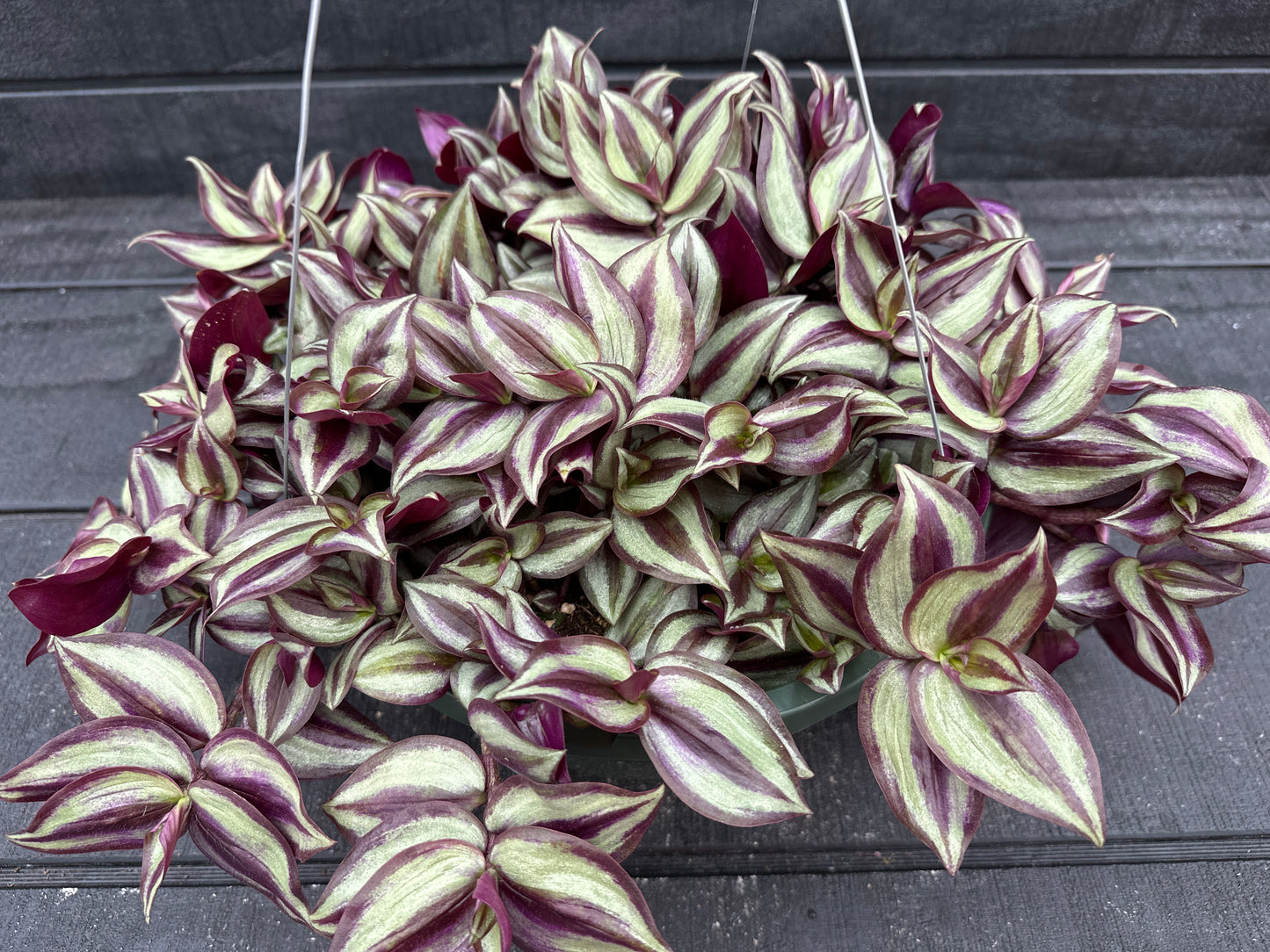 TRADESCANTIA ZEBRINA PURPLE VARIEGATED - 10" HANGING BASKET