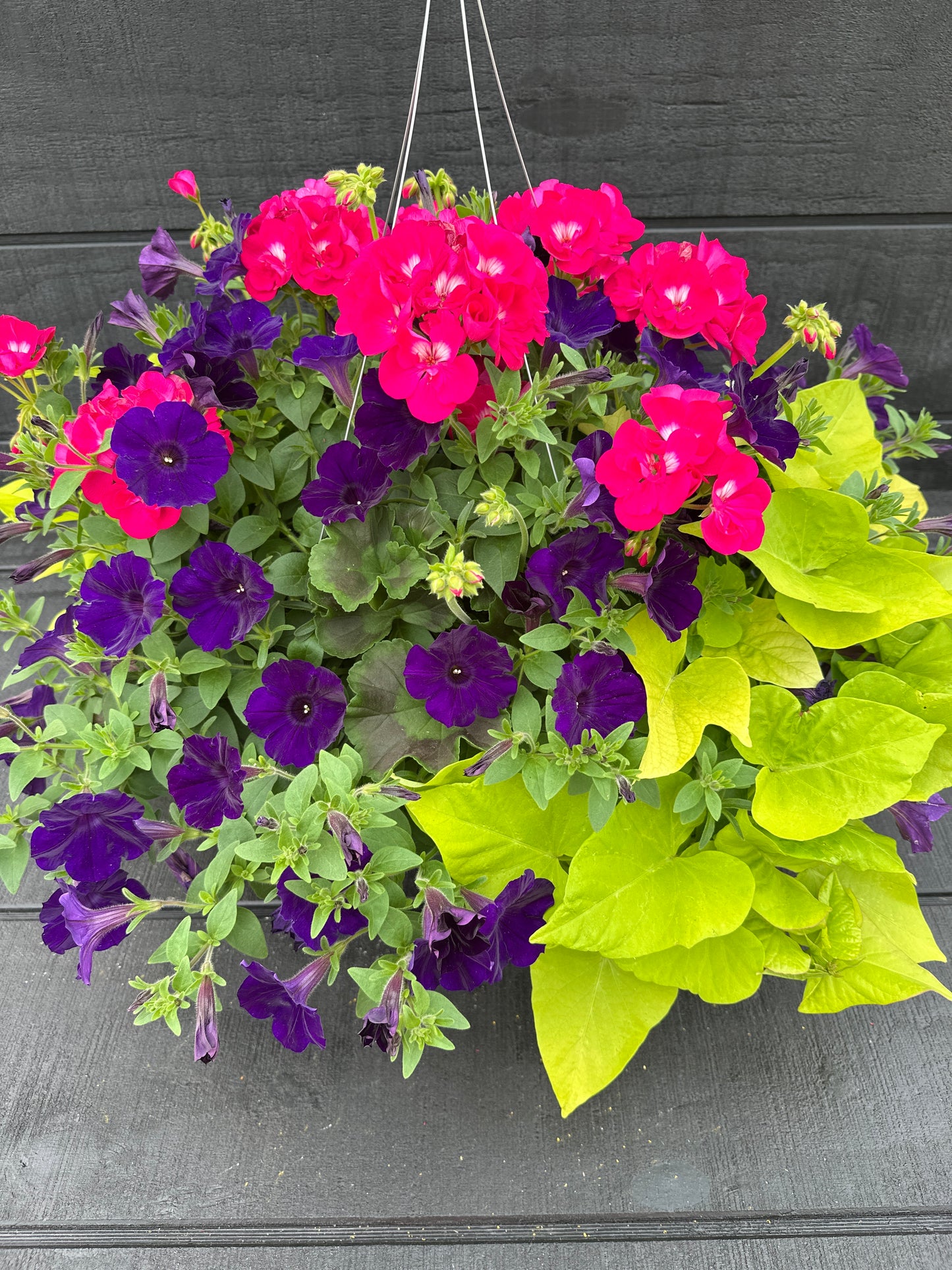 BASKET #24 - 12" HANGING BASKET