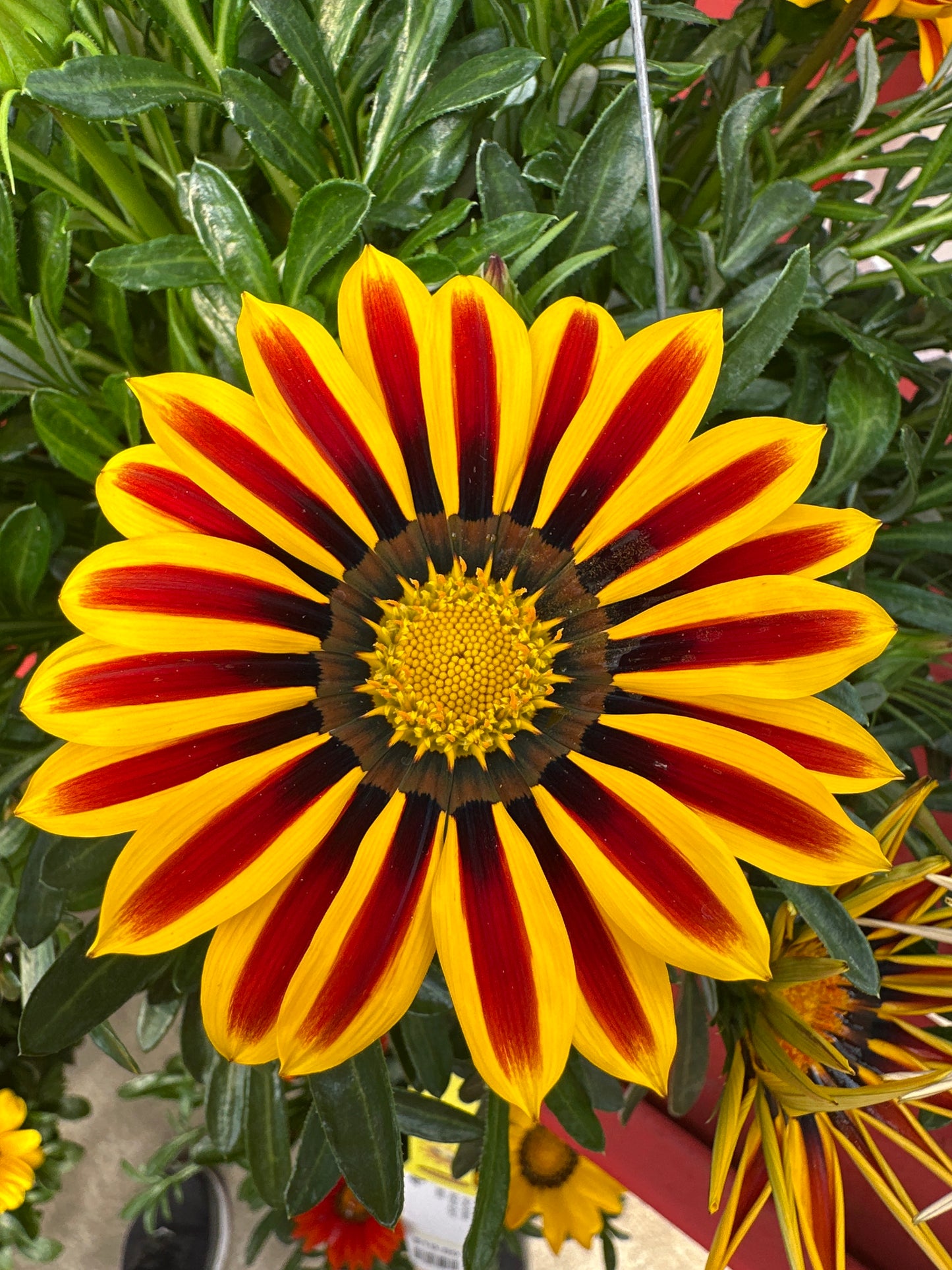 GAZANIA BIG KISS YELLOW FLAME - 8" HANGING BASKET