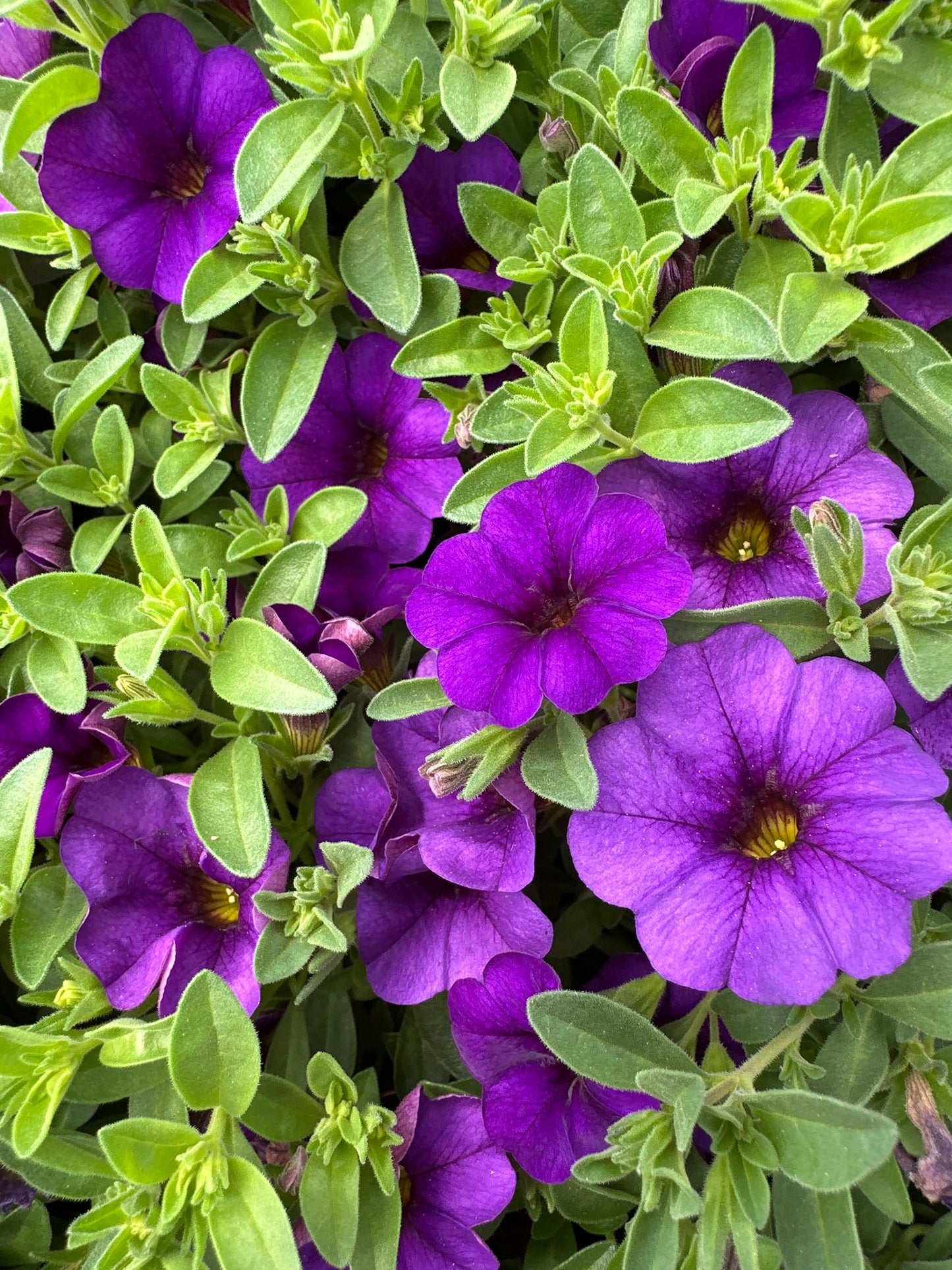 CALIBRACHOA CABARET DEEP BLUE - JUMBO 6 PACK