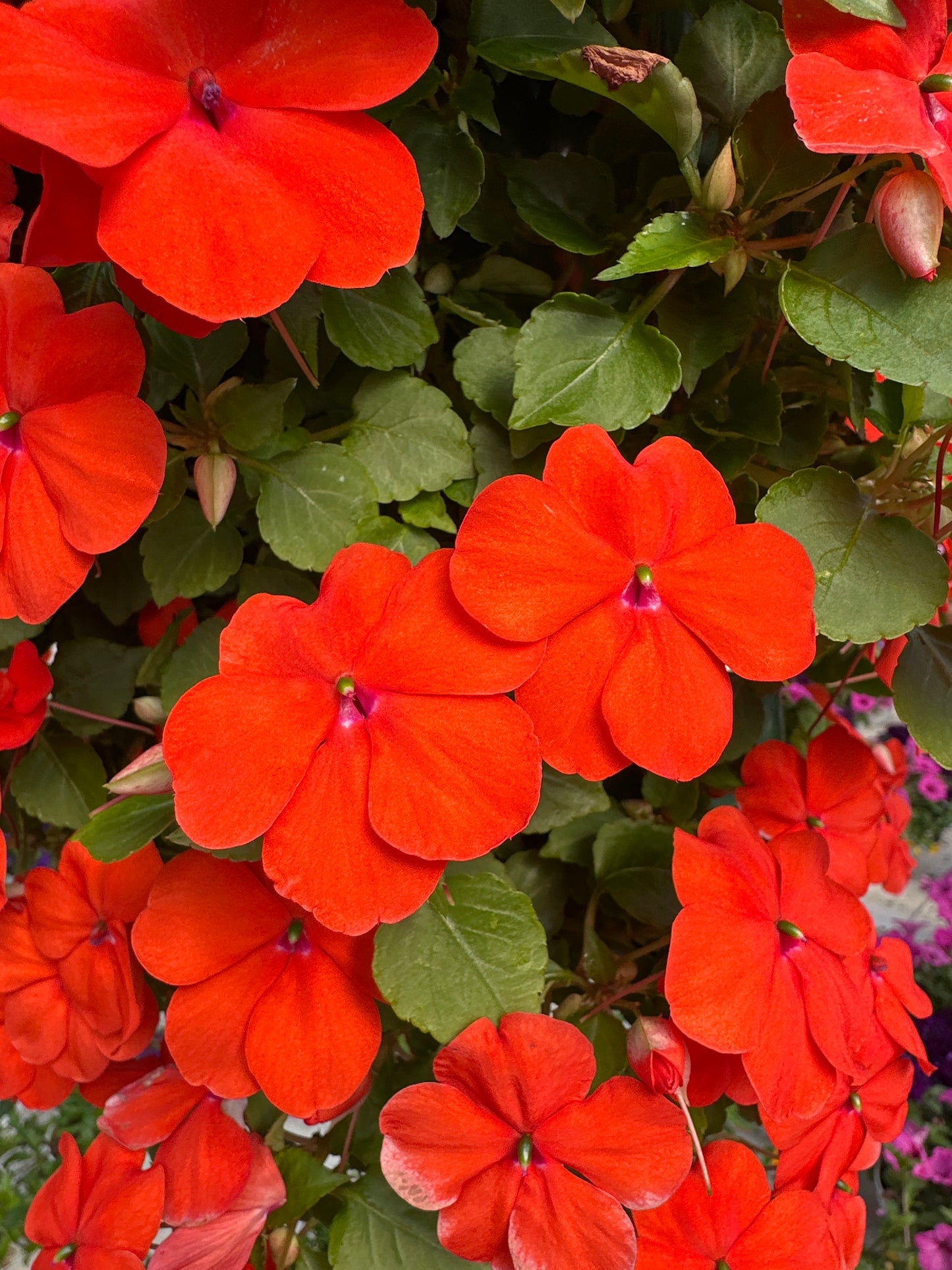 IMPATIENS BEACON ORANGE - FLOWER BAG