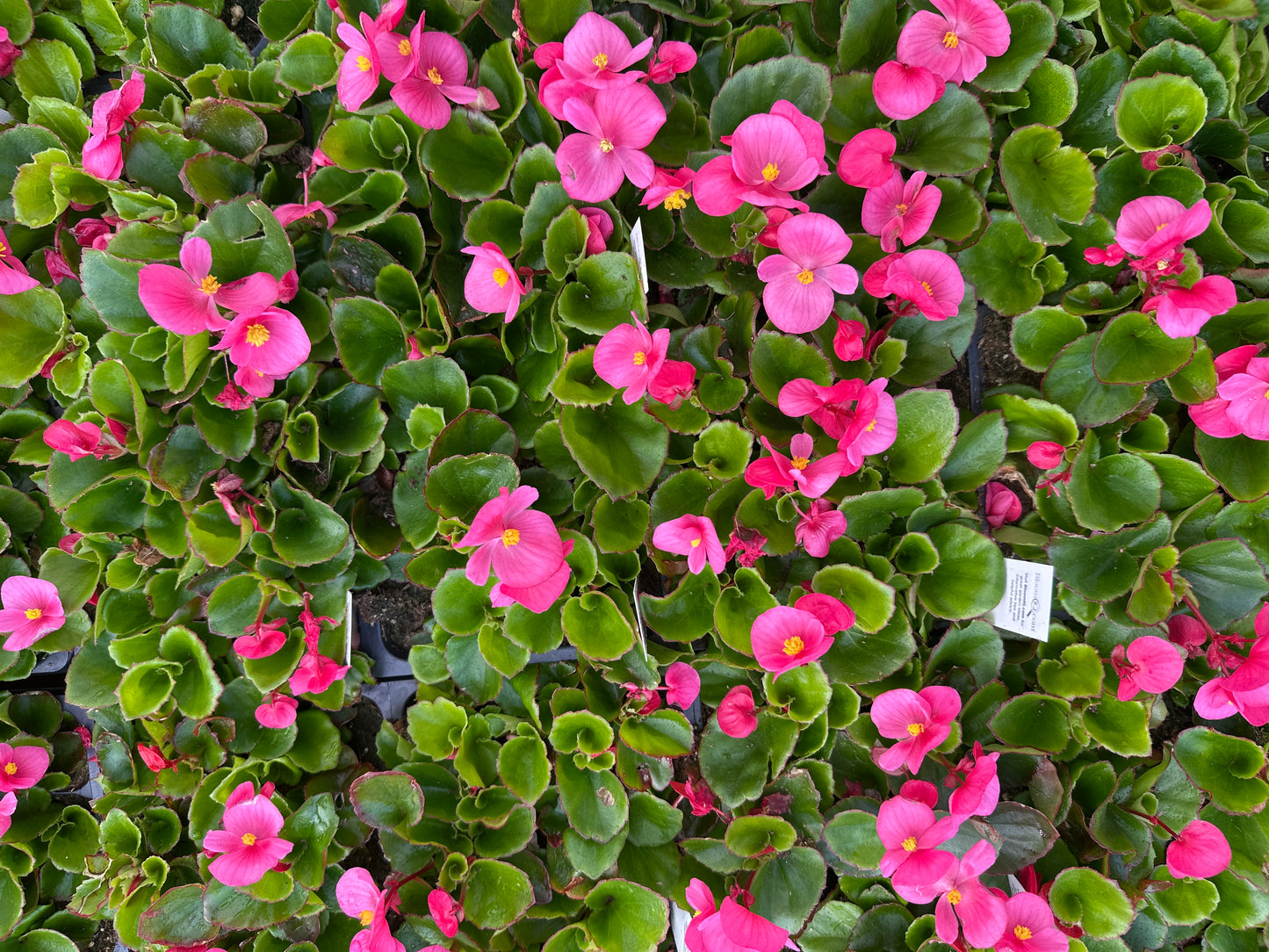 BEGONIA BADA BING ROSE - FLAT OF 48 PLANTS