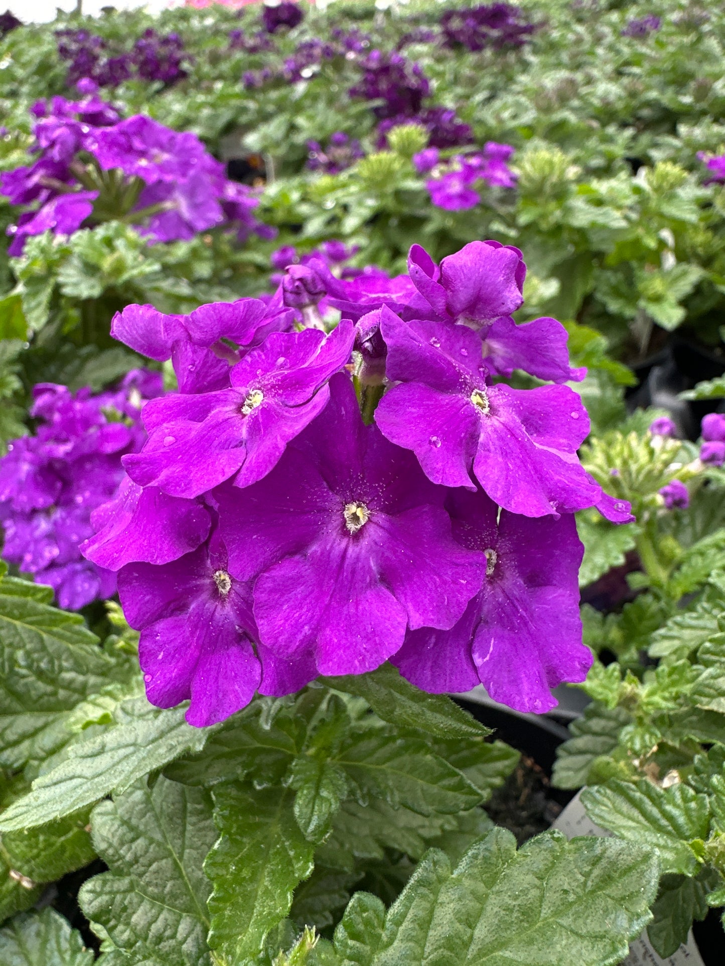 VERBENA EMPRESS SUN VIOLET - 4" POT