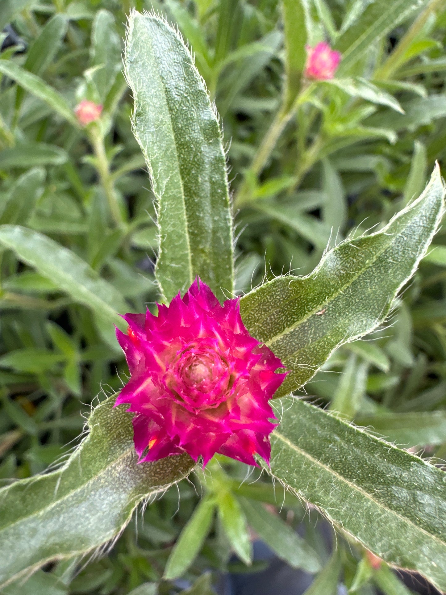 GOMPHRENA QIS CARMINE - QUART POT