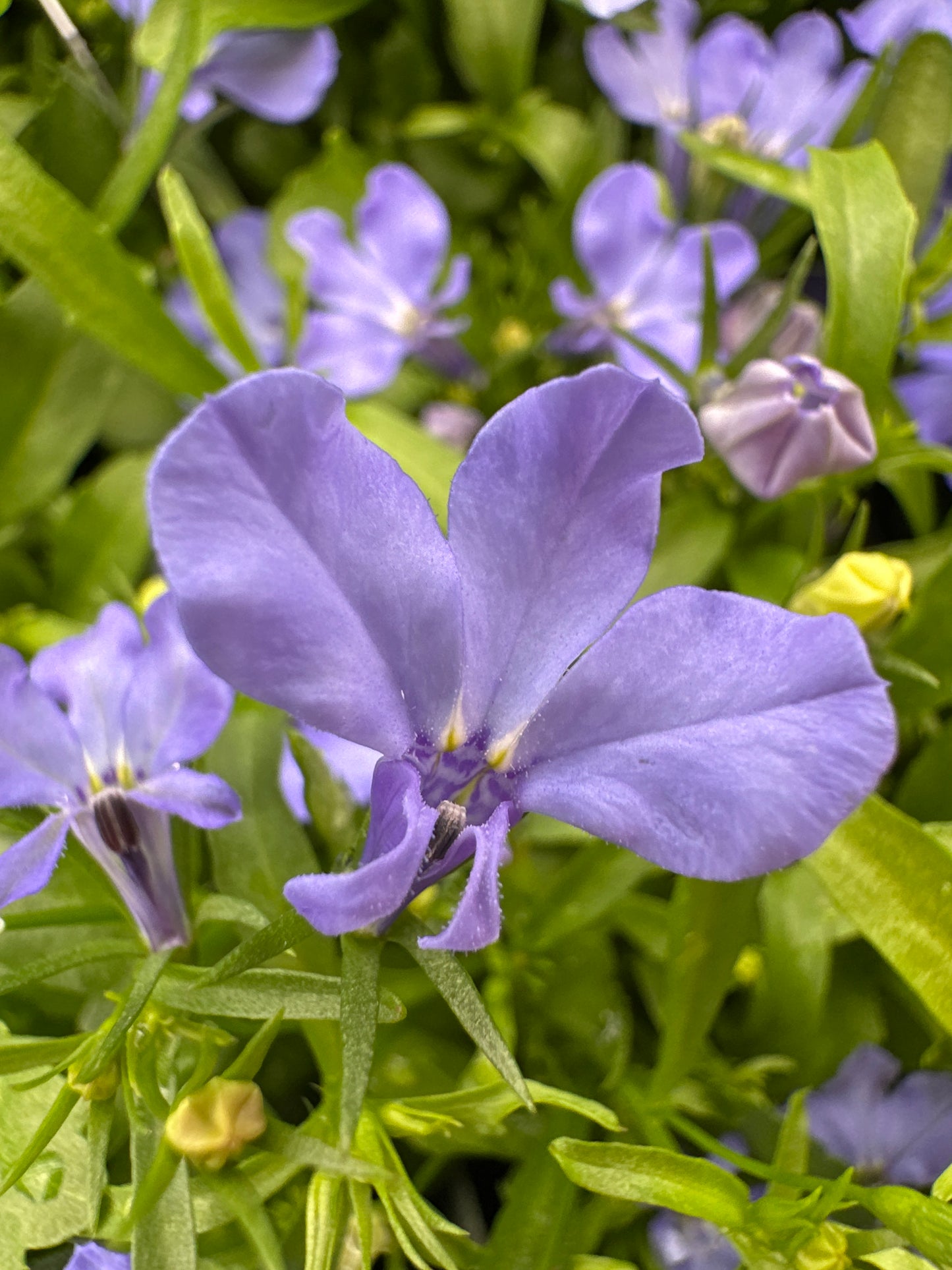 LOBELIA REGATTA SKY BLUE - FLAT OF 48 PLANTS