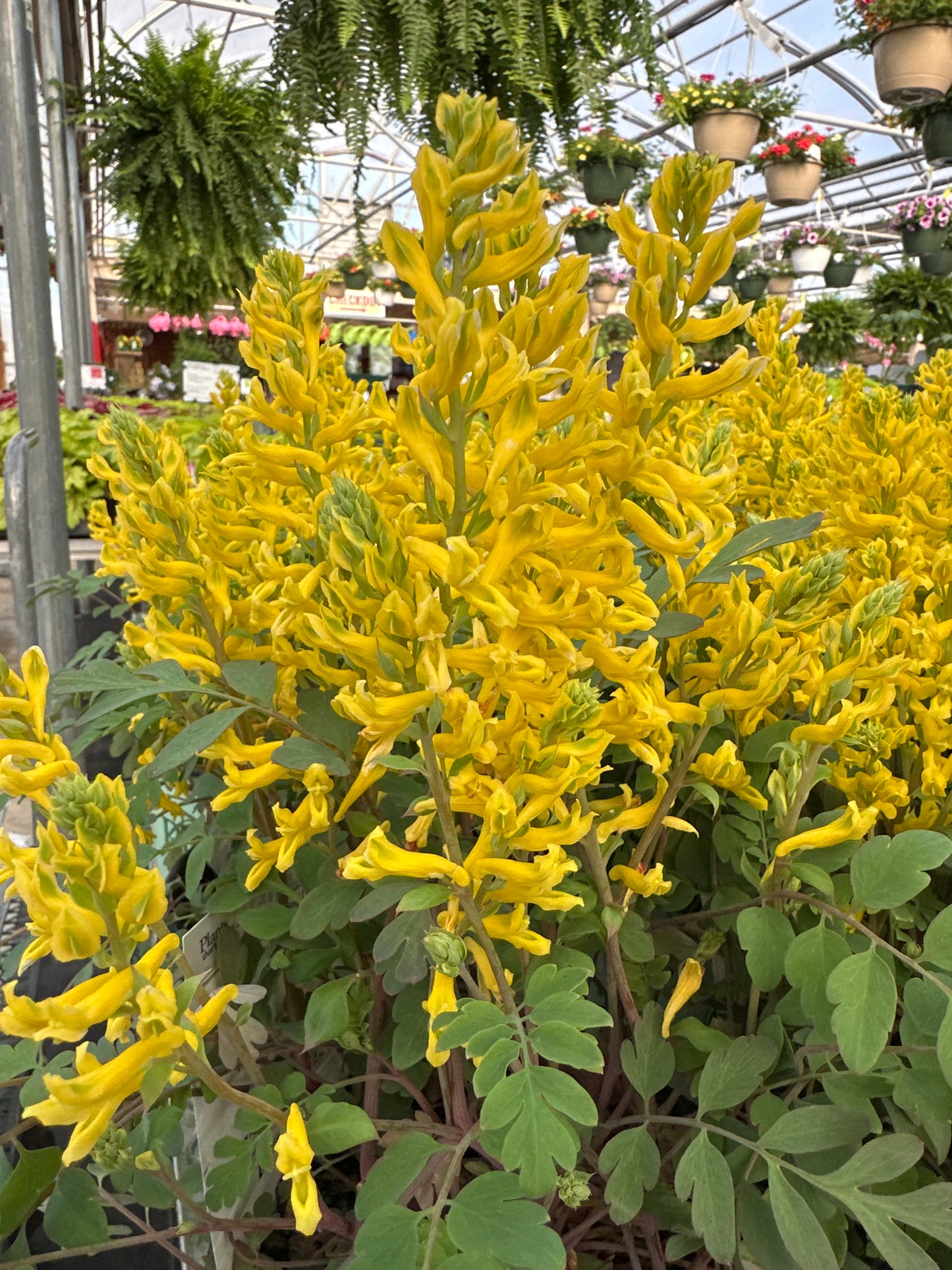 CORYDALIS 'CANARY FEATHERS'