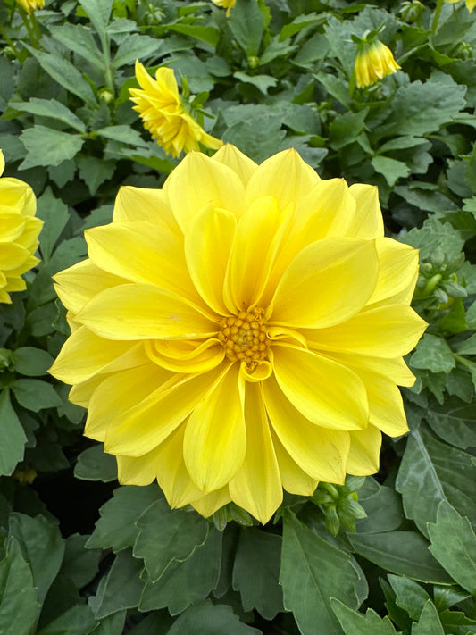 DAHLIA DAHLINOVA MONTANA - QUART POT