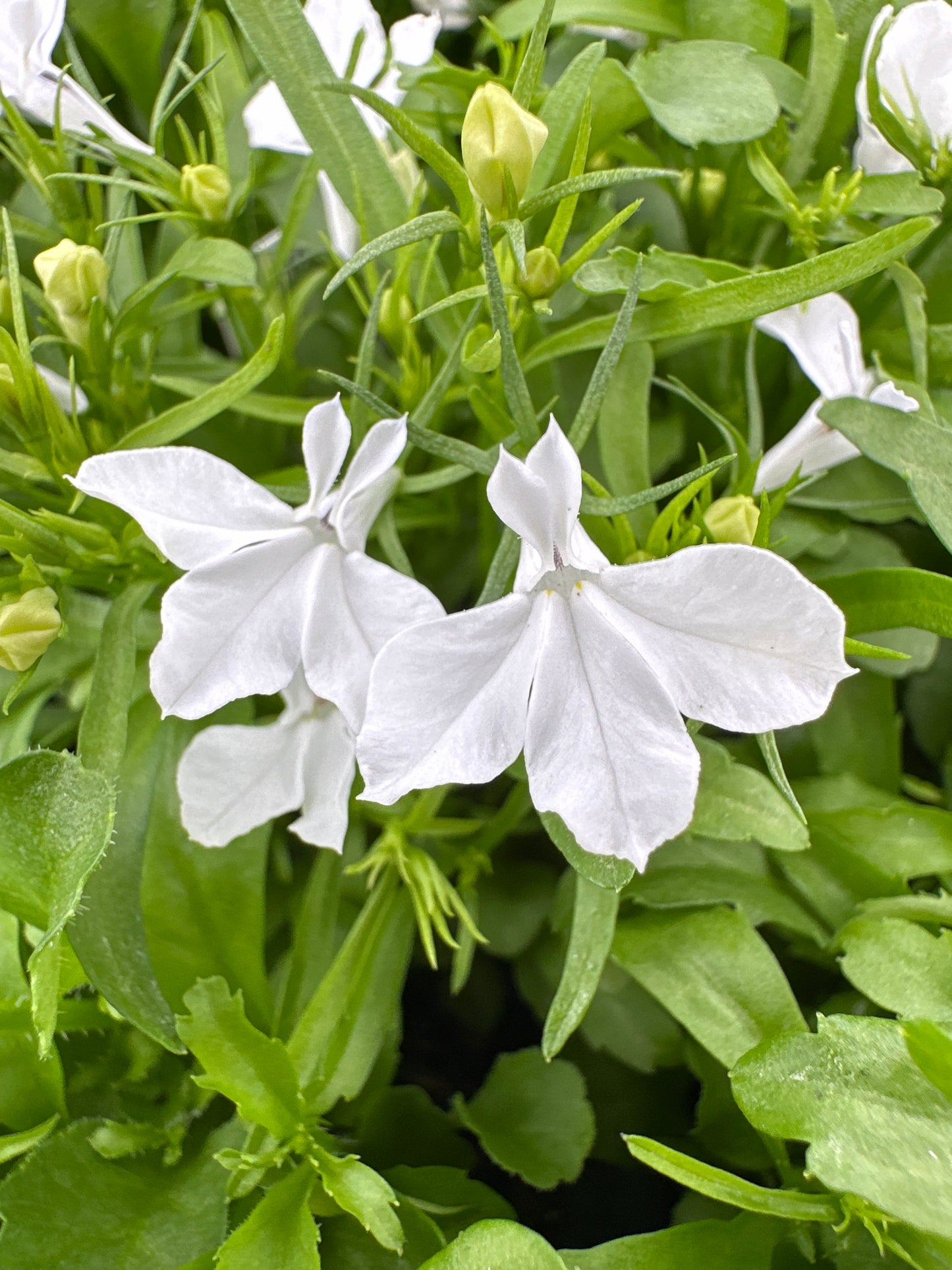 LOBELIA RIVIERA WHITE - FLAT OF 48 PLANTS