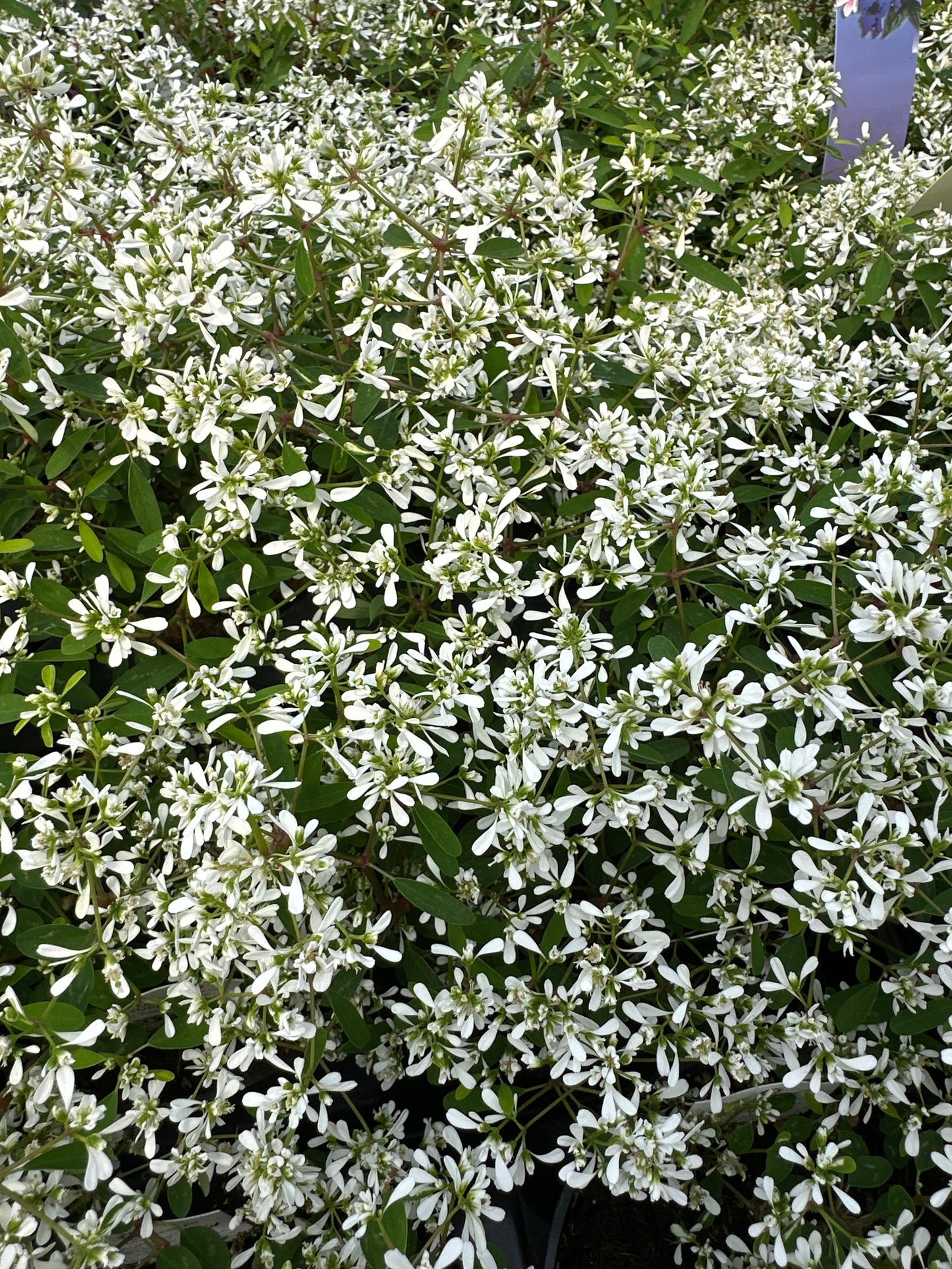 EUPHORBIA SUPER FLASH - JUMBO 6 PACK
