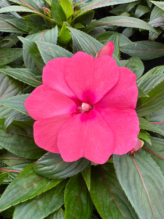 IMPATIENS SONIC PINK - 4" POT