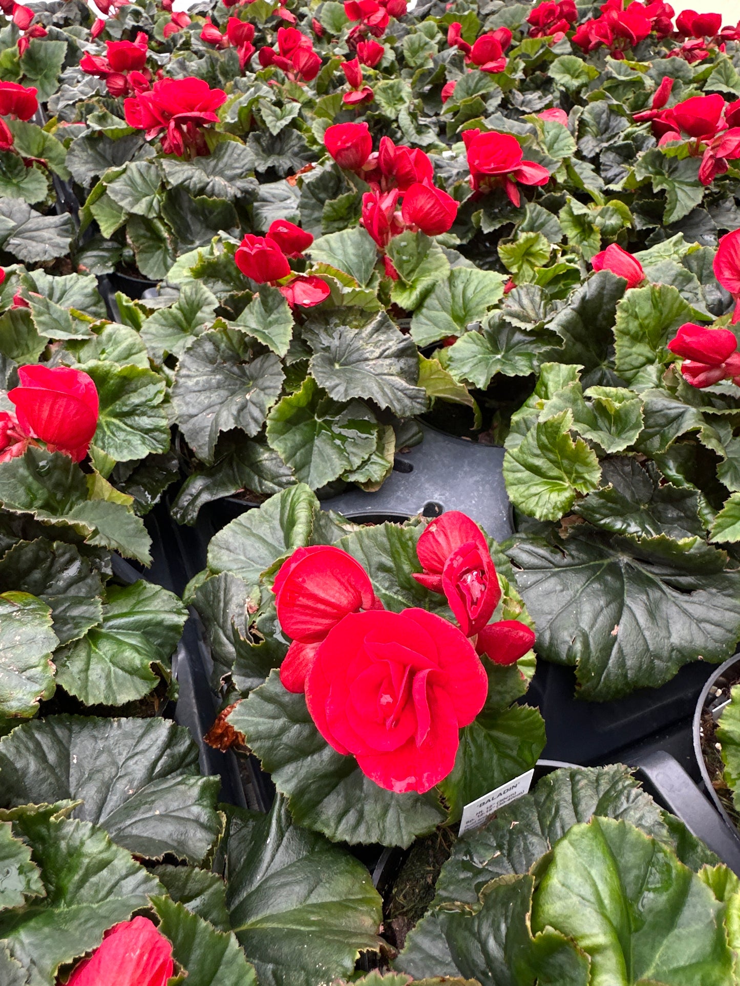 BEGONIA REIGER BALADIN - 4'' POT