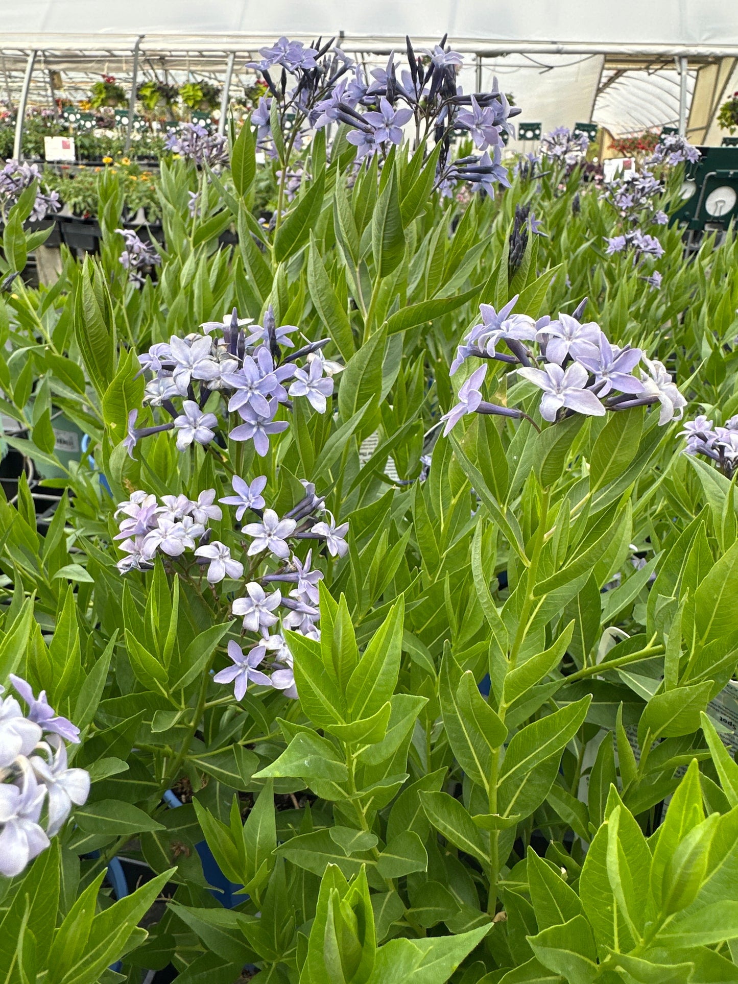 Amsonia 'Blue Ice'