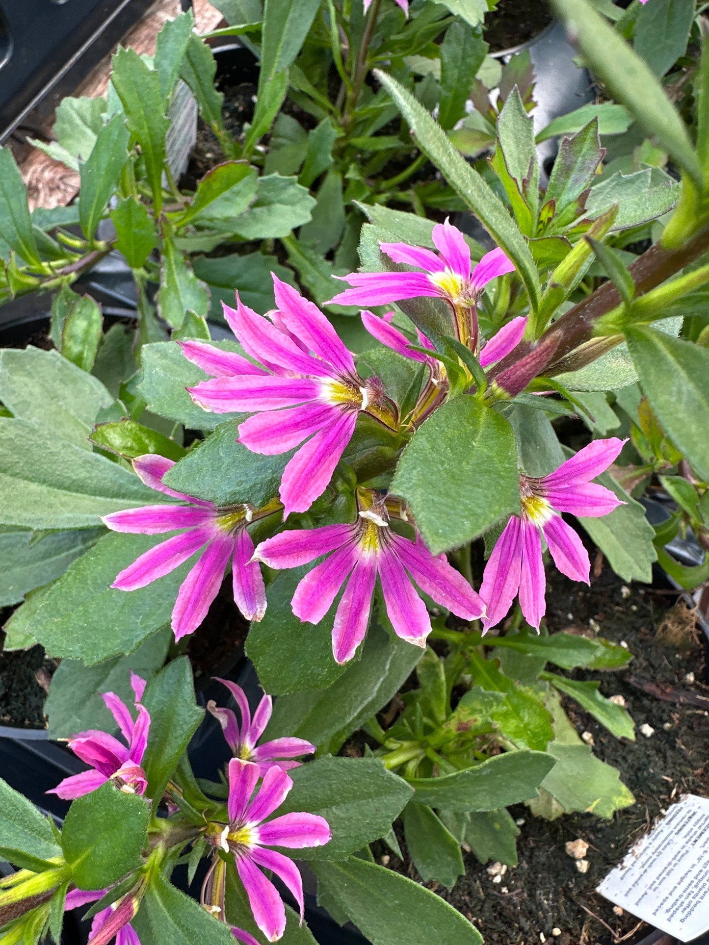 SCAEVOLA SURDIVA PINK FASHION - 4'' POT
